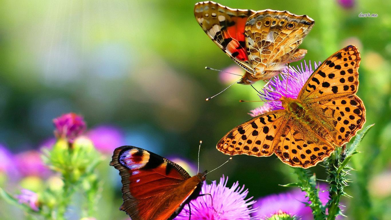 1366x768 Free download Butterfly wallpaper 1366x768 laptop for PC