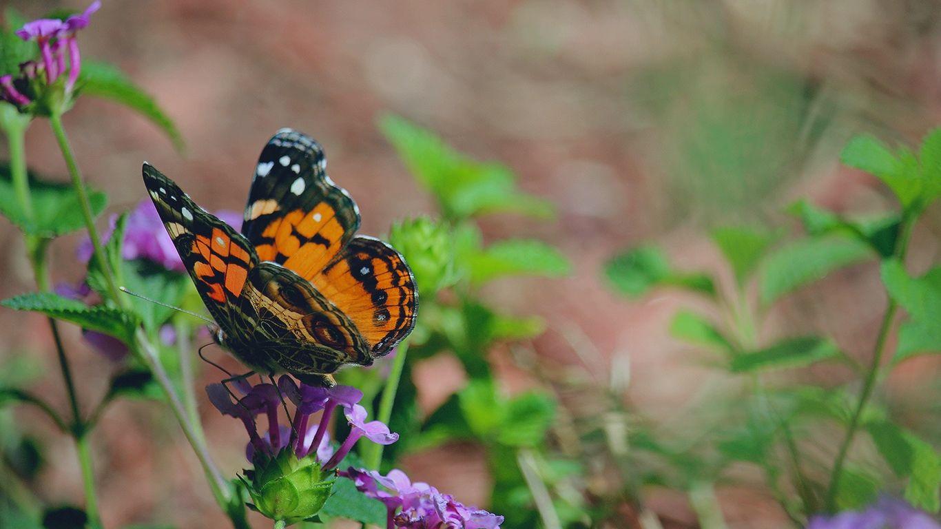 1366x768 Download wallpaper 1366x768 butterfly, flower, patterns tablet