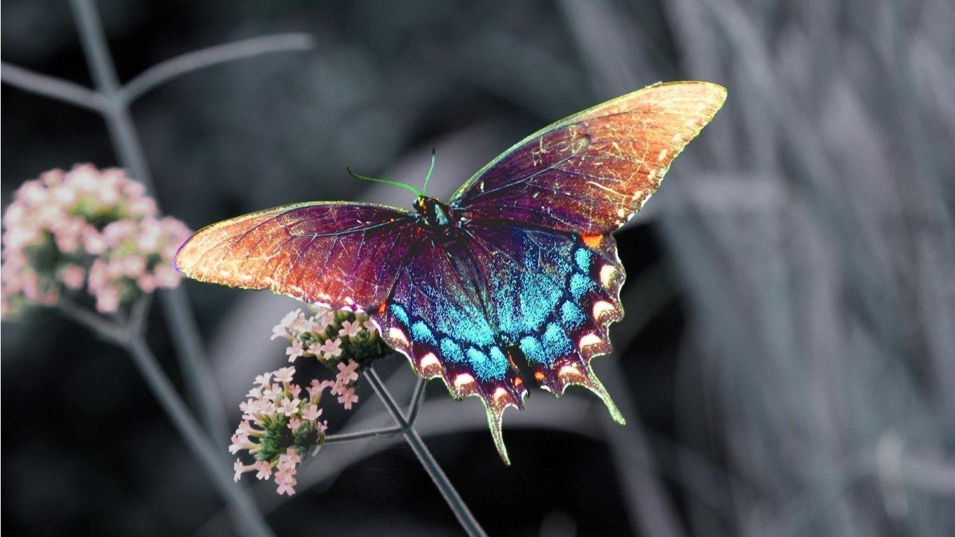 1366x768 Swallowtail Butterfly Wallpaper