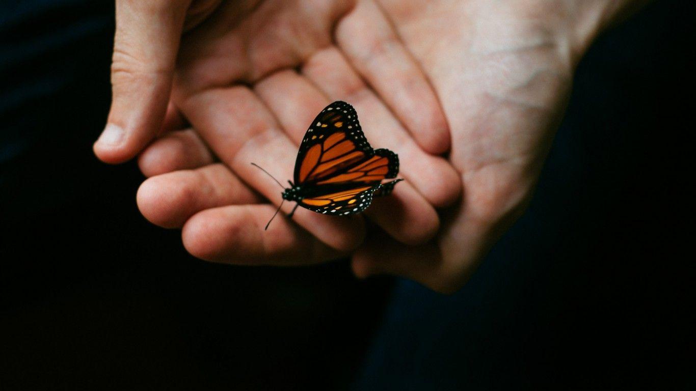 1366x768 Download 1366x768 Butterfly, Hands, Insect Wallpaper for Laptop