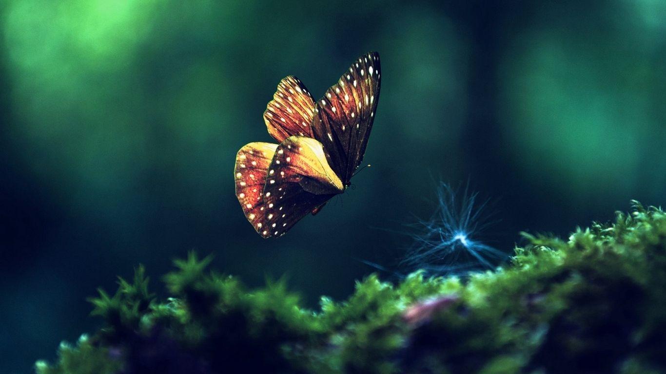 1366x768 Download wallpaper 1366x768 butterfly, grass, flying, wings tablet