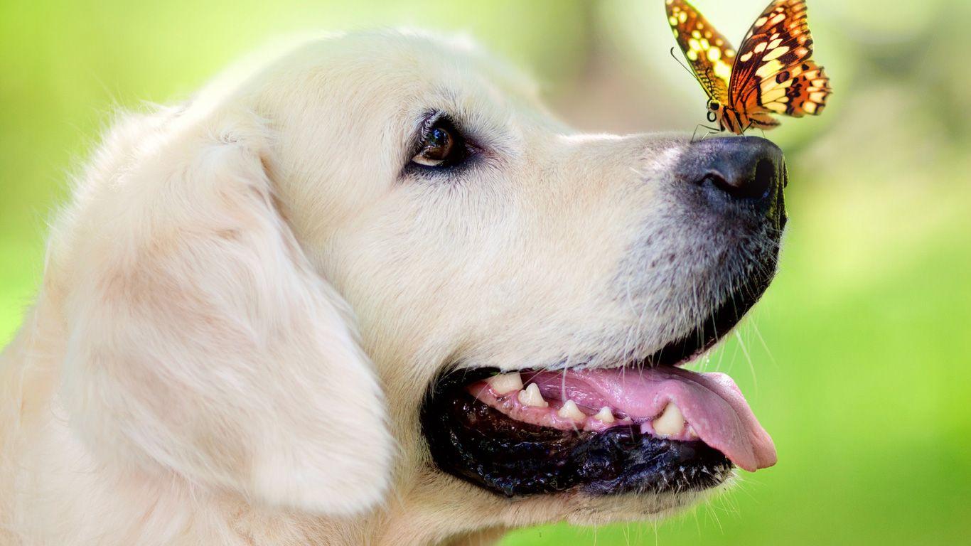 1366x768 Golden Retriever (Butterfly, Muzzle, Green) HD Dog Wallpaper
