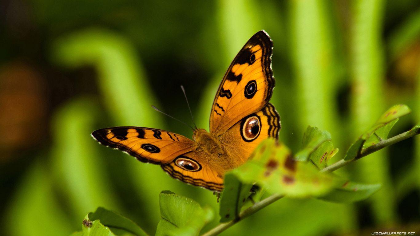 1366x768 Butterfly desktop wallpaper HD and wide wallpaper
