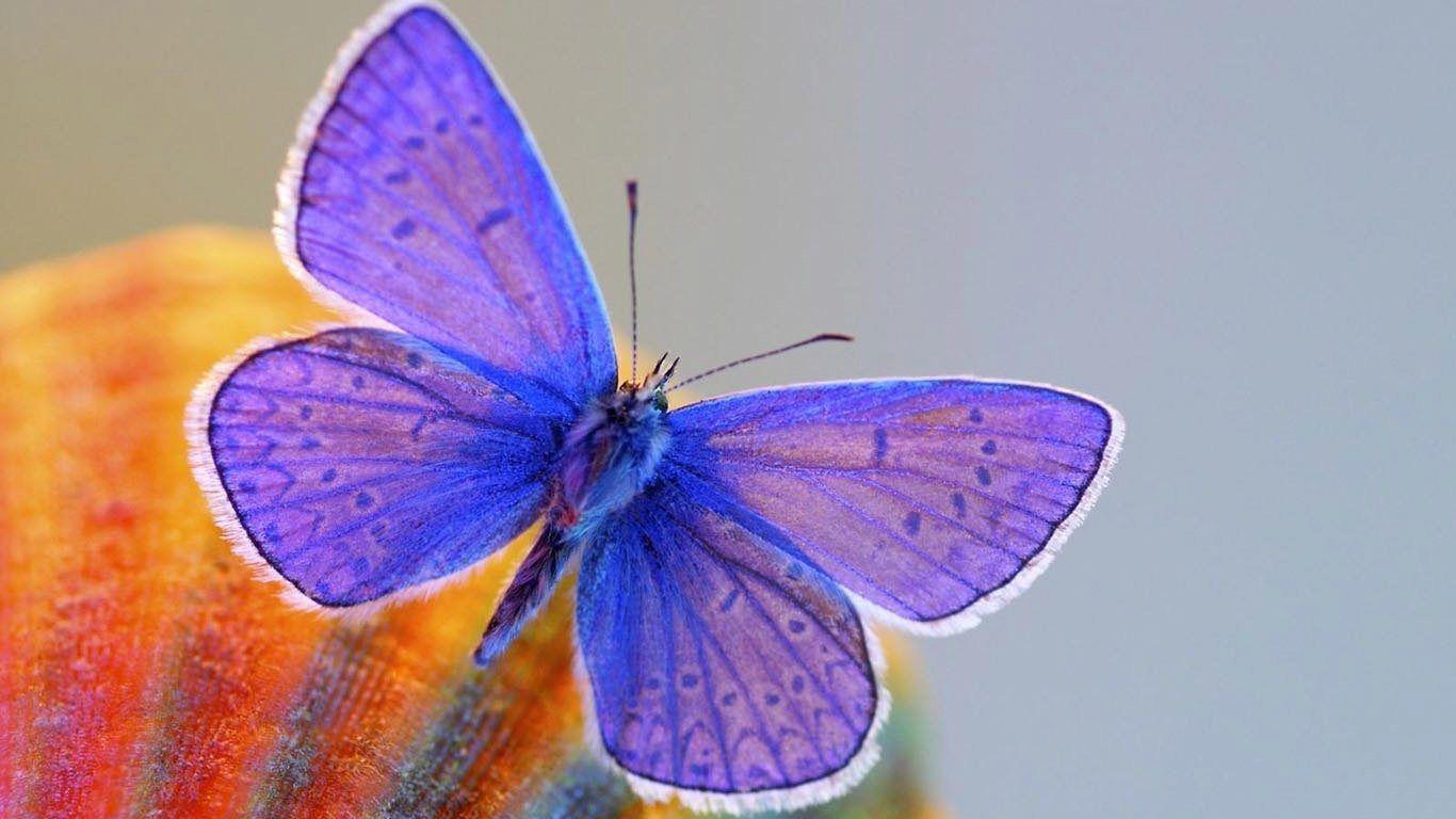 1366x768 Butterfly Wallpaper. Beautiful Butterfly