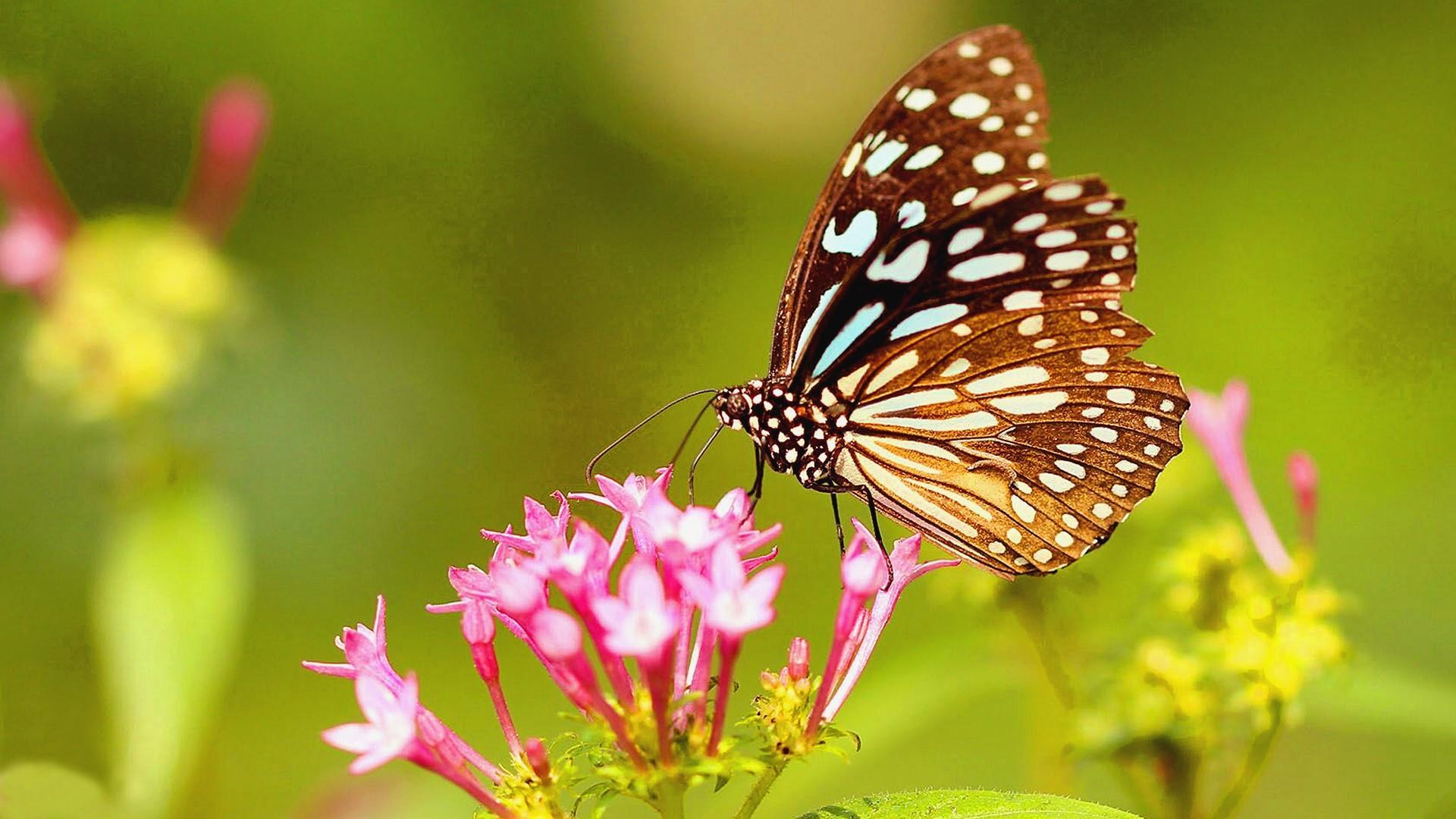 1920x1080 Animals HD Wallpaper. Wallpaper Studio 10. Tens of thousands HD