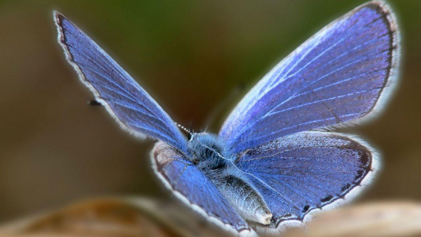 1366x768 beautiful blue butterfly desktop PC and Mac wallpaper