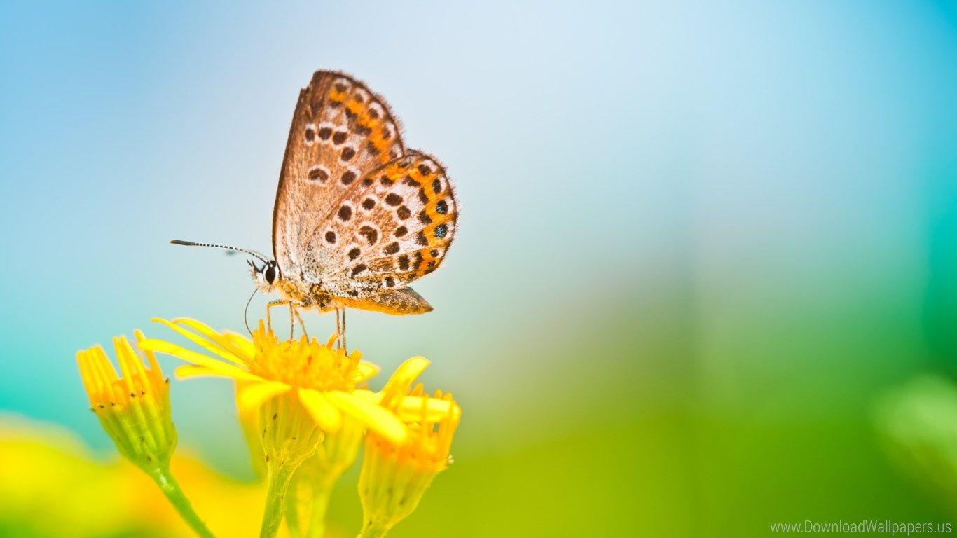1366x768 Download Widescreen 16:9 1366x768, Flowers, Nature Wallpaper
