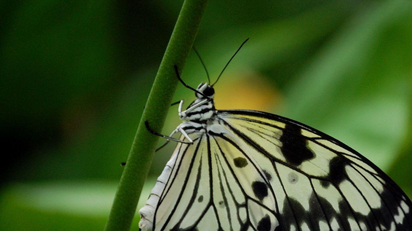 1366x768 Download 1366x768 Wallpaper Moth, Moths and Butterflies, Butterfly