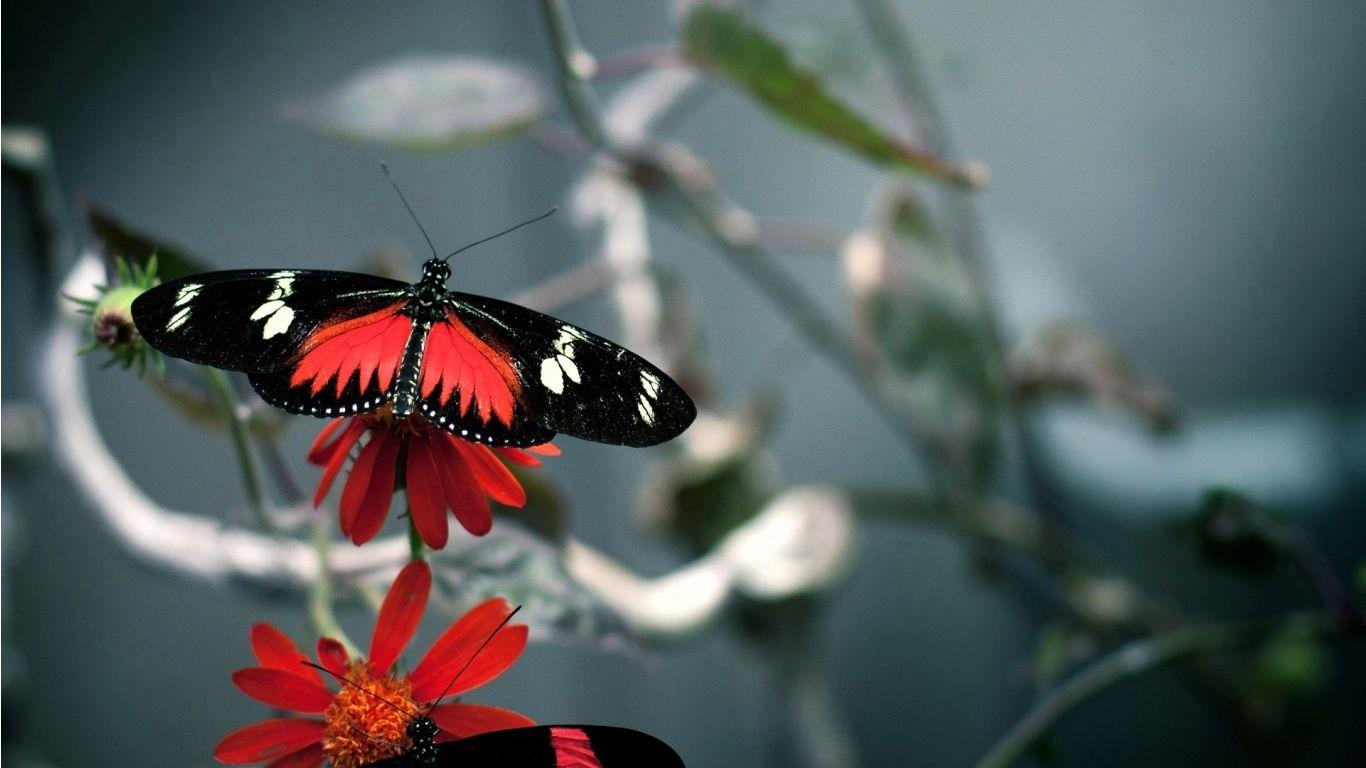 1366x768 Red Beautiful Butterfly Wallpaper