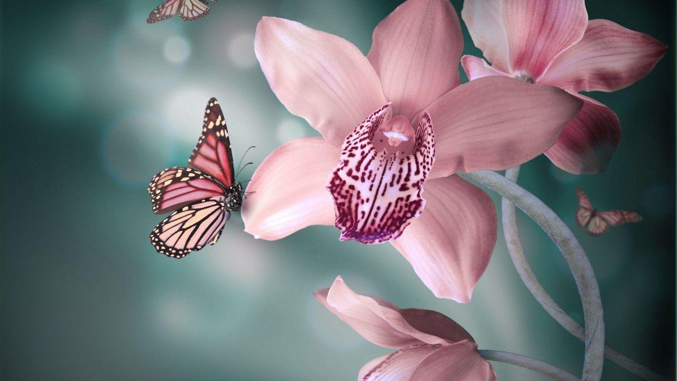 1366x768 Download 1366x768 Orchids, Butterflies, Flora, Bokeh Wallpaper