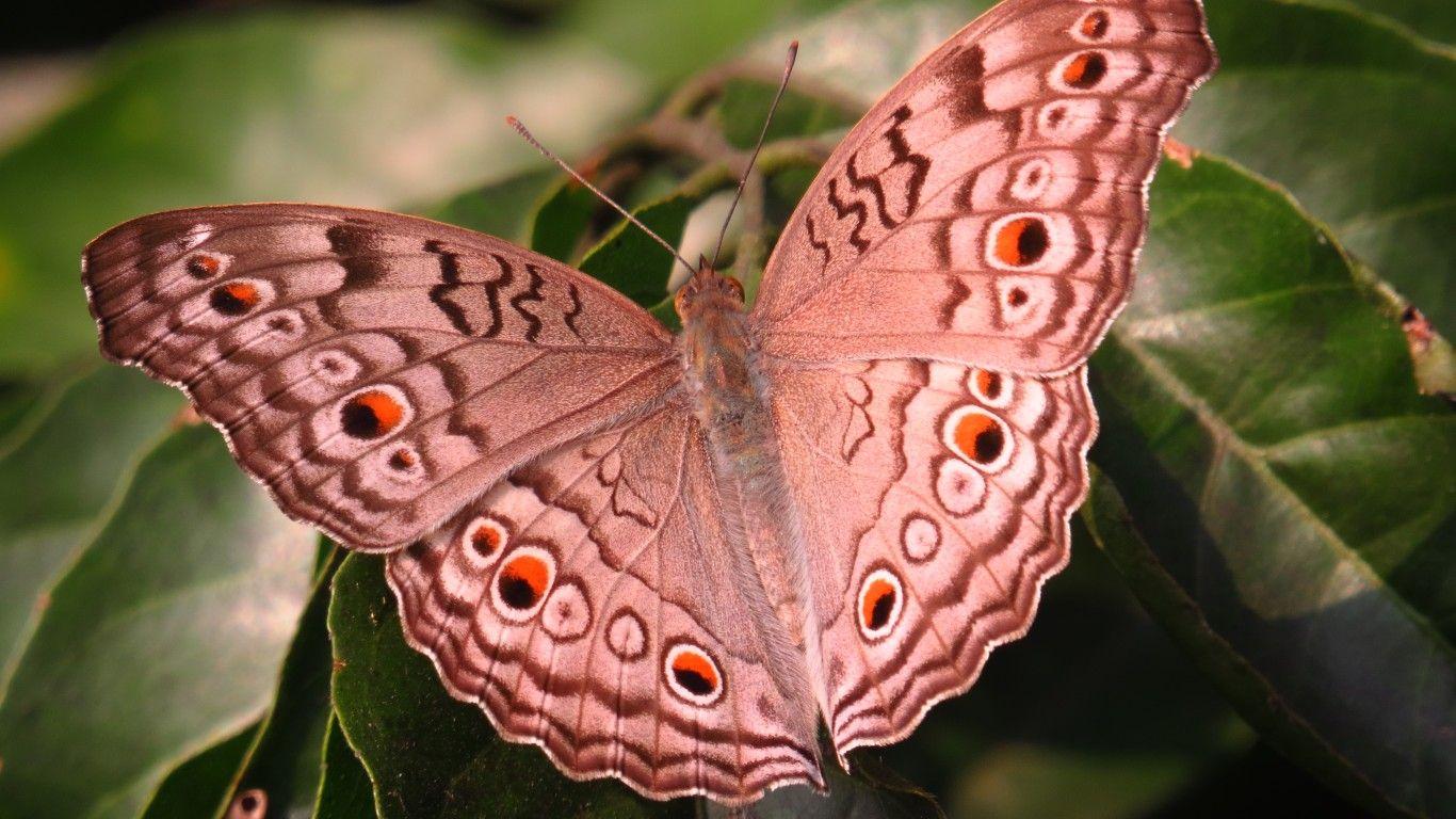 1366x768 Download Wallpaper 1366x768 Pink butterfly wallpaper, Pink butterfly