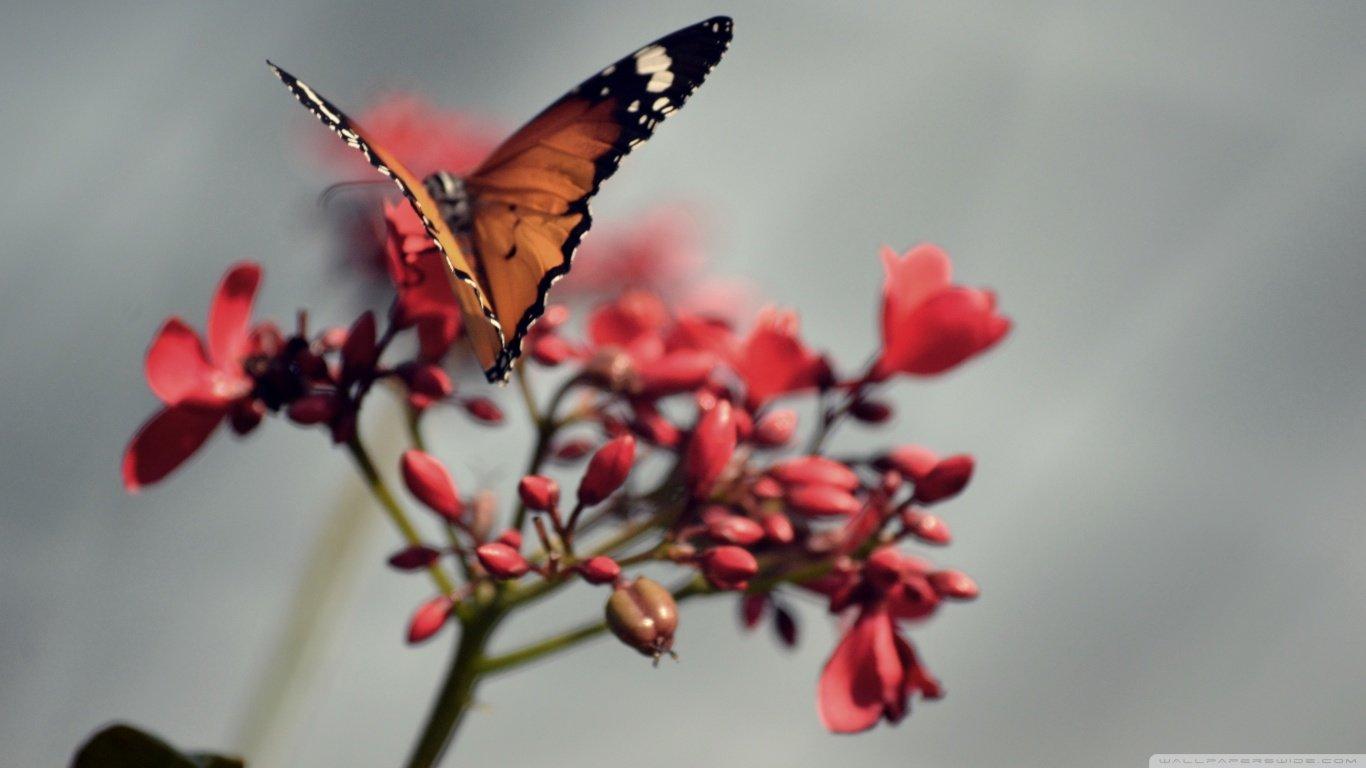 1366x768 Download HD 1366x768 Butterfly PC wallpaper for free