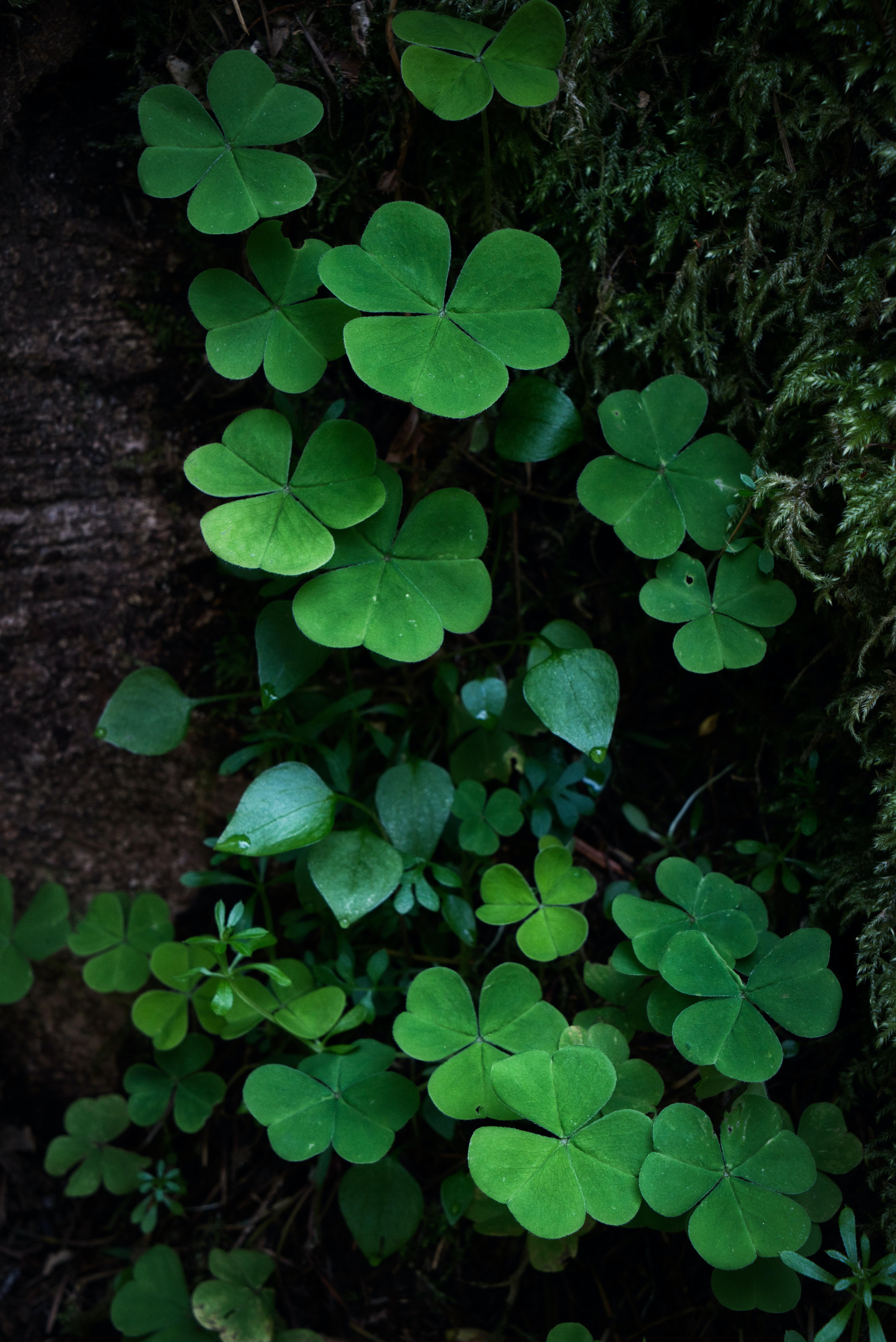 5320x7968 Good Luck Photo, Download Free Good Luck & HD Image