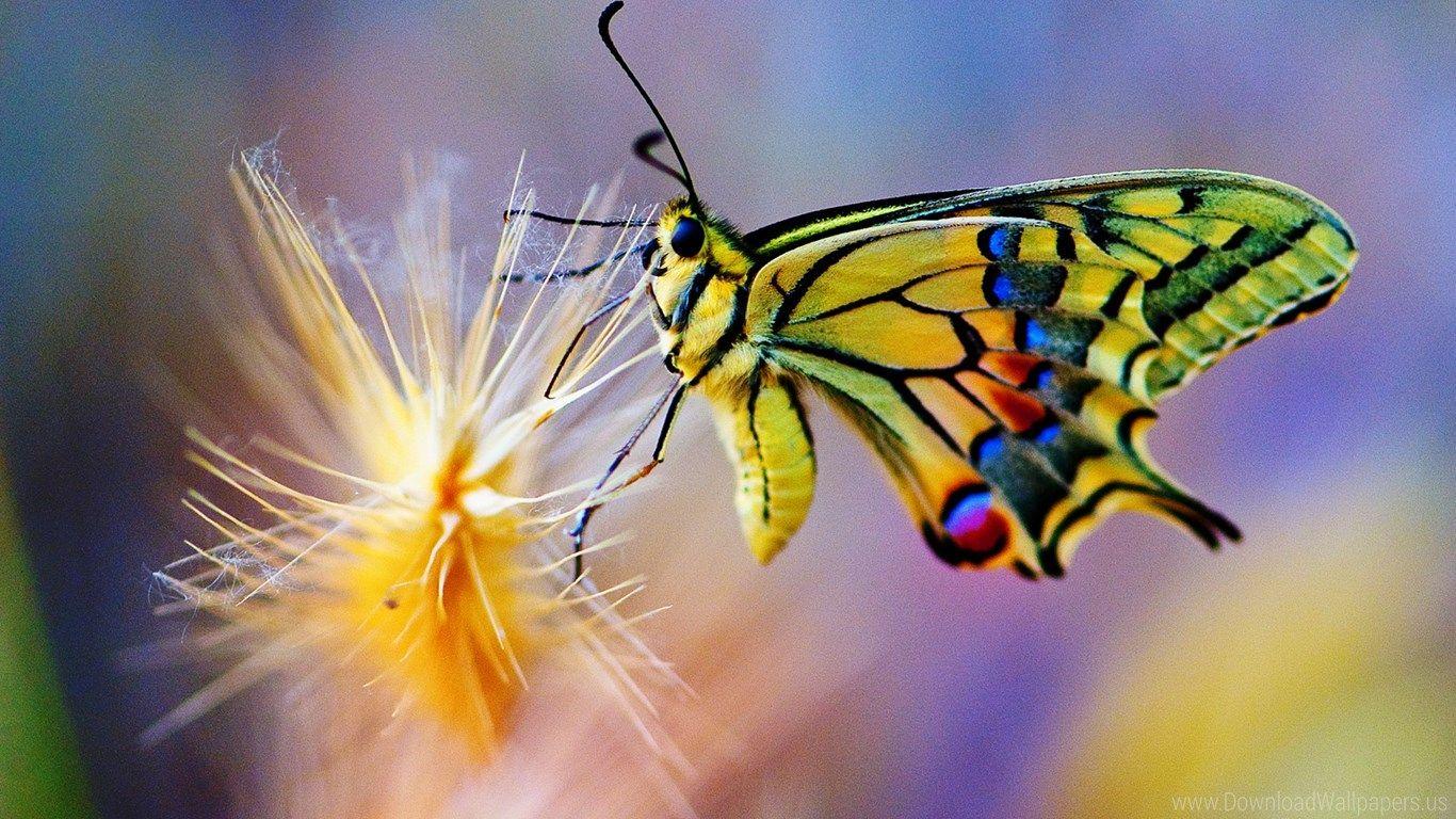 1366x768 Download Widescreen 16:9 1366x768 Butterfly Wallpaper