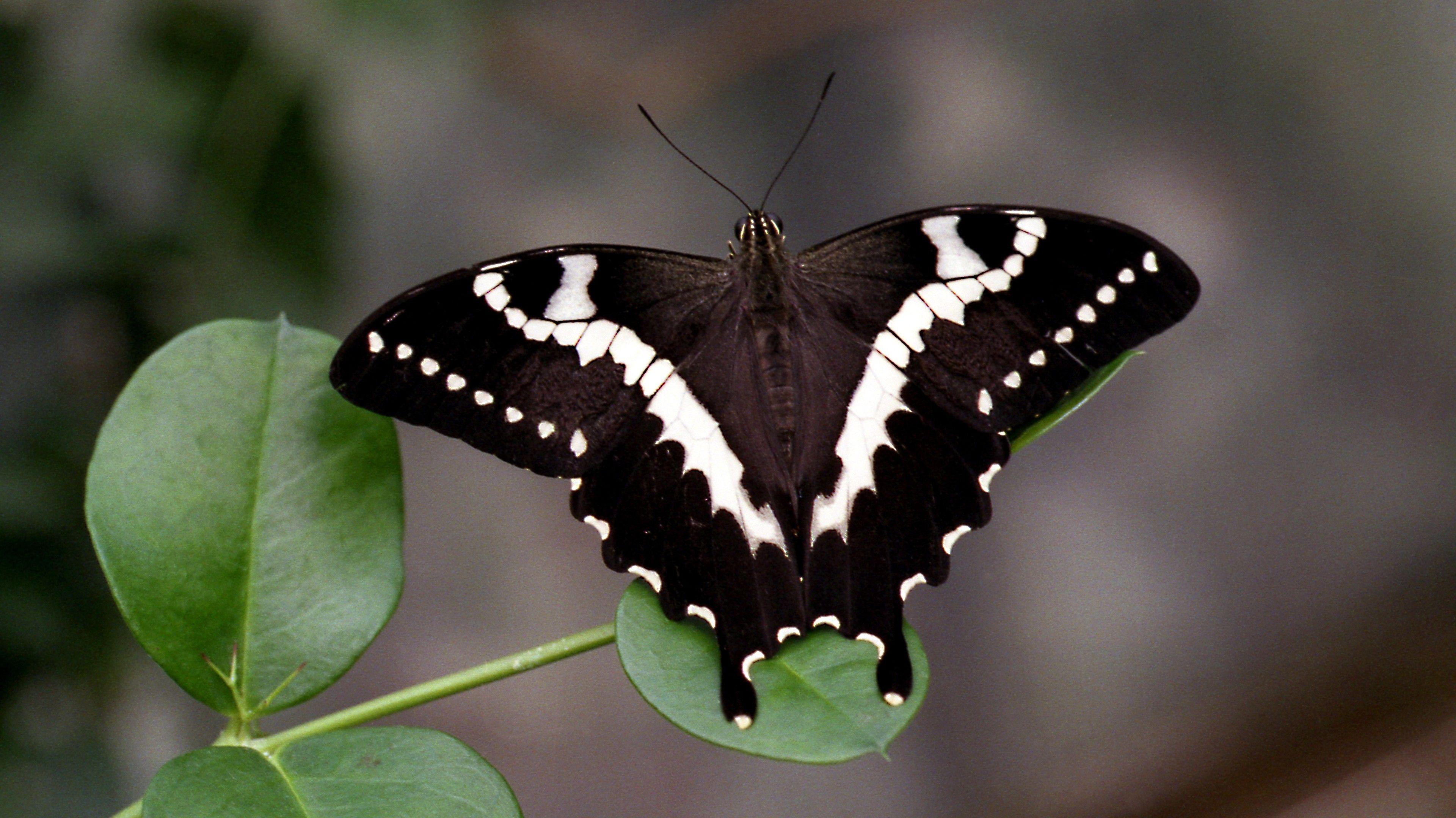 3840x2160 Black And White Butterfly 4K UltraHD Wallpaper. Wallpaper Studio 10
