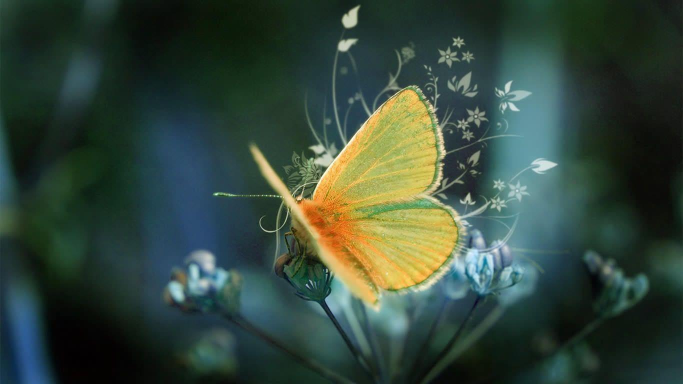 1366x768 Butterfly Desktop Wallpaper 1366x768