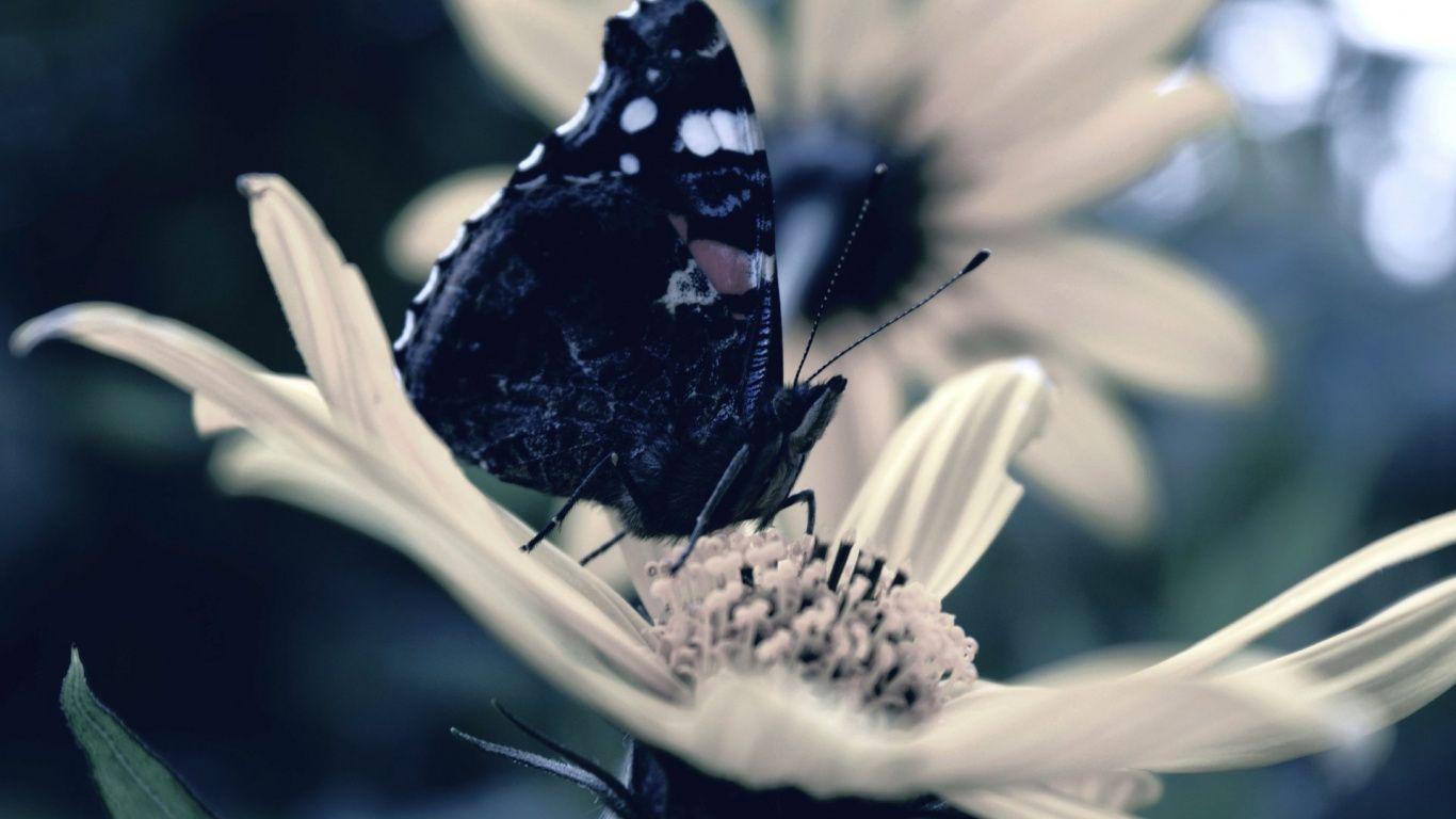 1366x768 Download 1366x768 Wallpaper Moths and Butterflies, Spring, Butterfly
