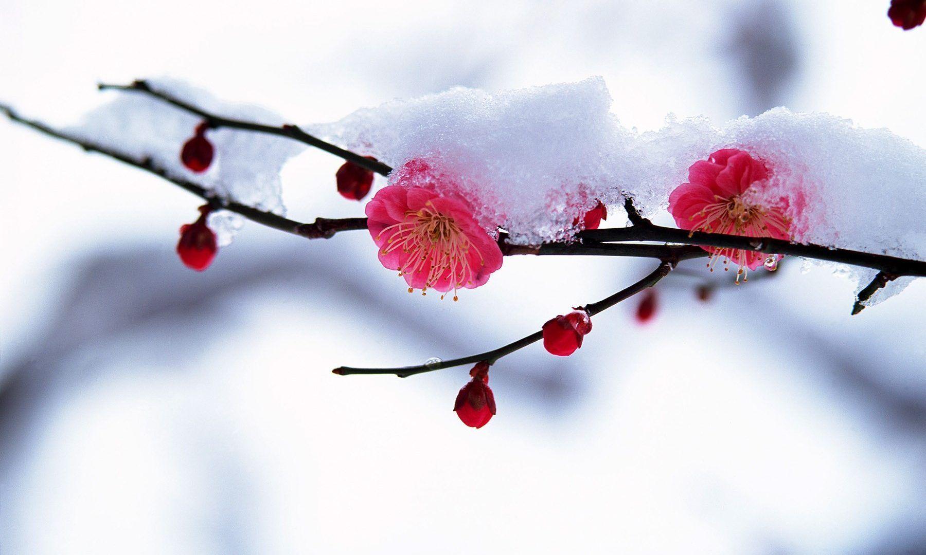 1800x1080 Flowers in Snow Wallpaper