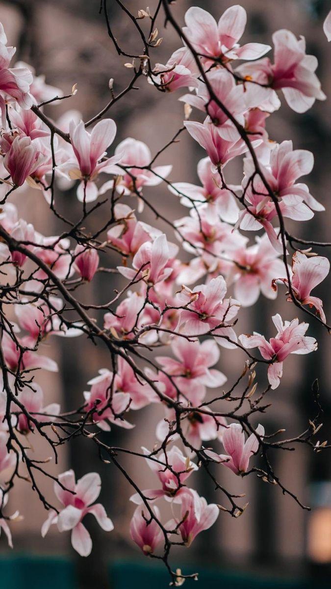 675x1200 Fleurs. Anime scenery wallpaper, Photography wallpaper, Beautiful flowers
