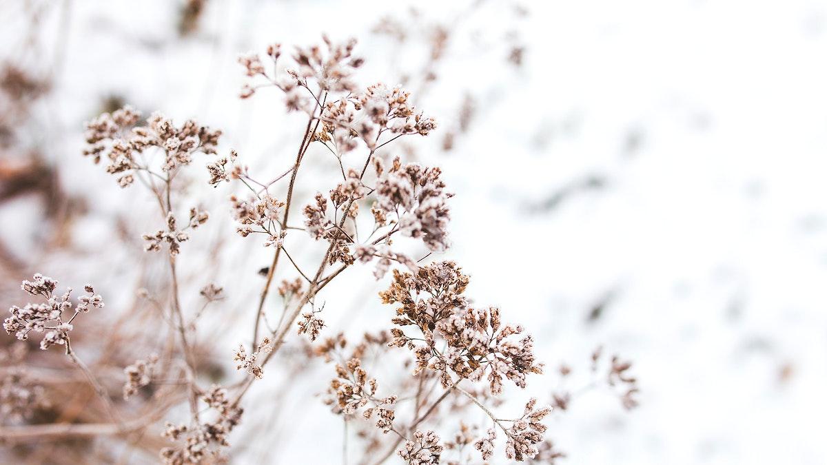 1200x675 Dead flowers desktop wallpaper winter