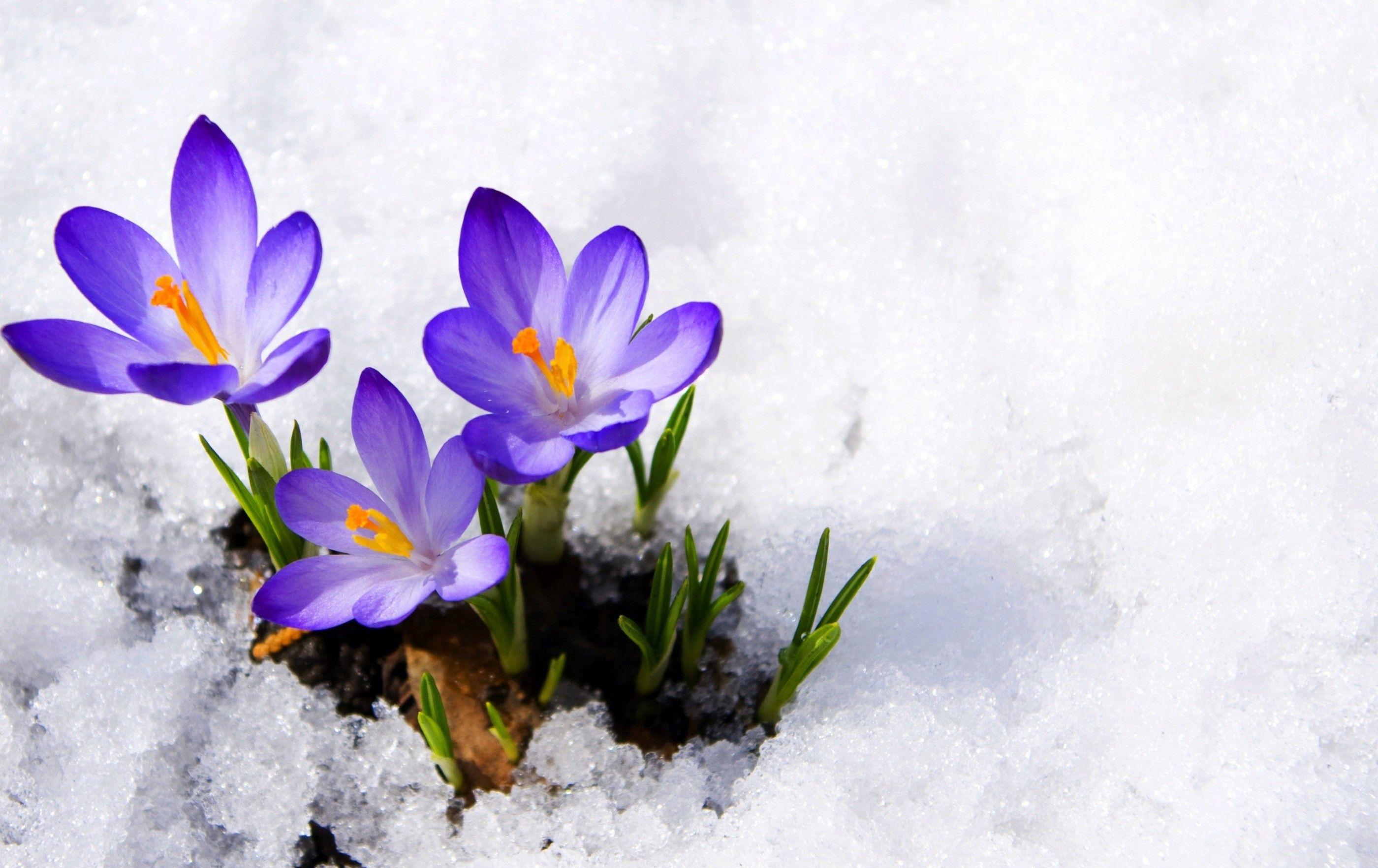 2800x1764 Winter Flowers Wallpaper HD