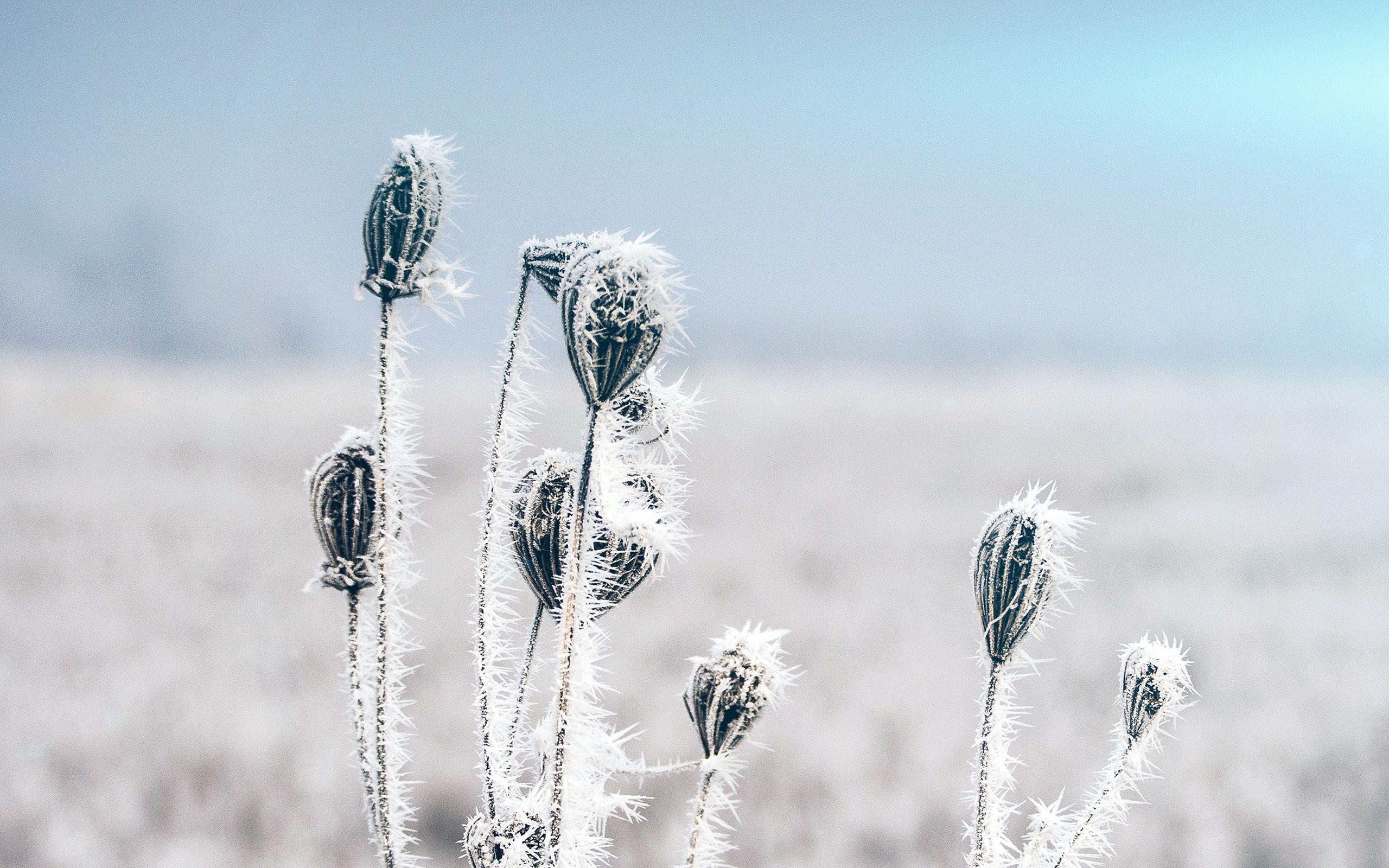2560x1600 Flowers in Snow Wallpaper
