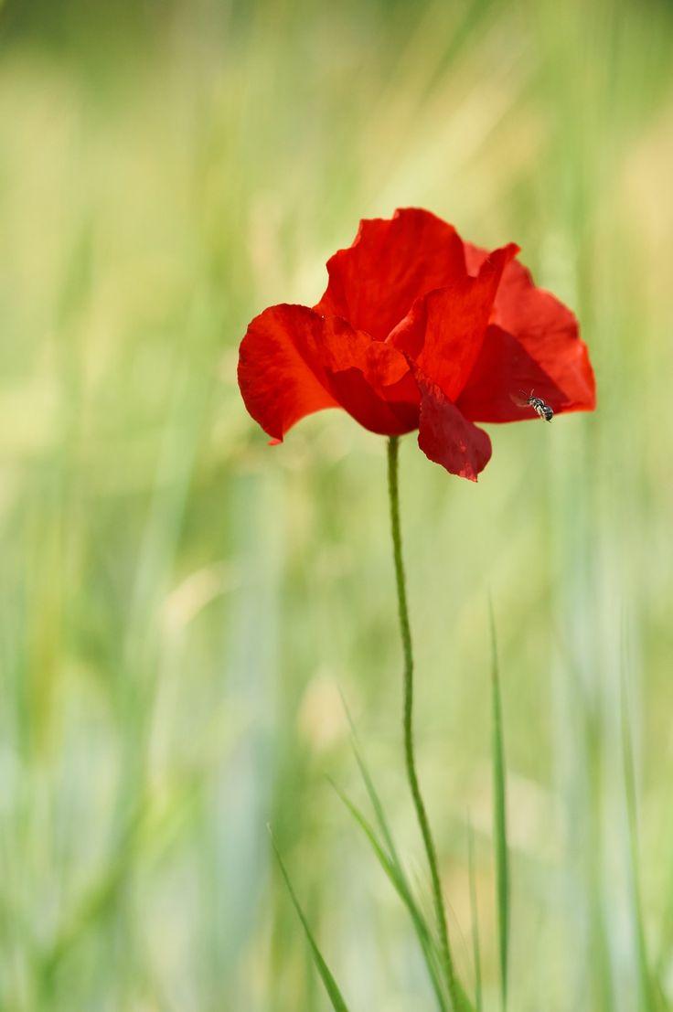 736x1107 Close Up Photography Of Red Petaled Flower Photo