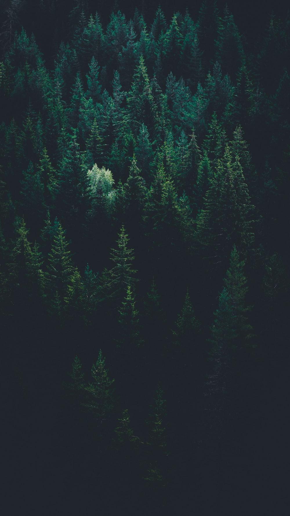1000x1778 Dark Green Forest Picture. Download Free Image