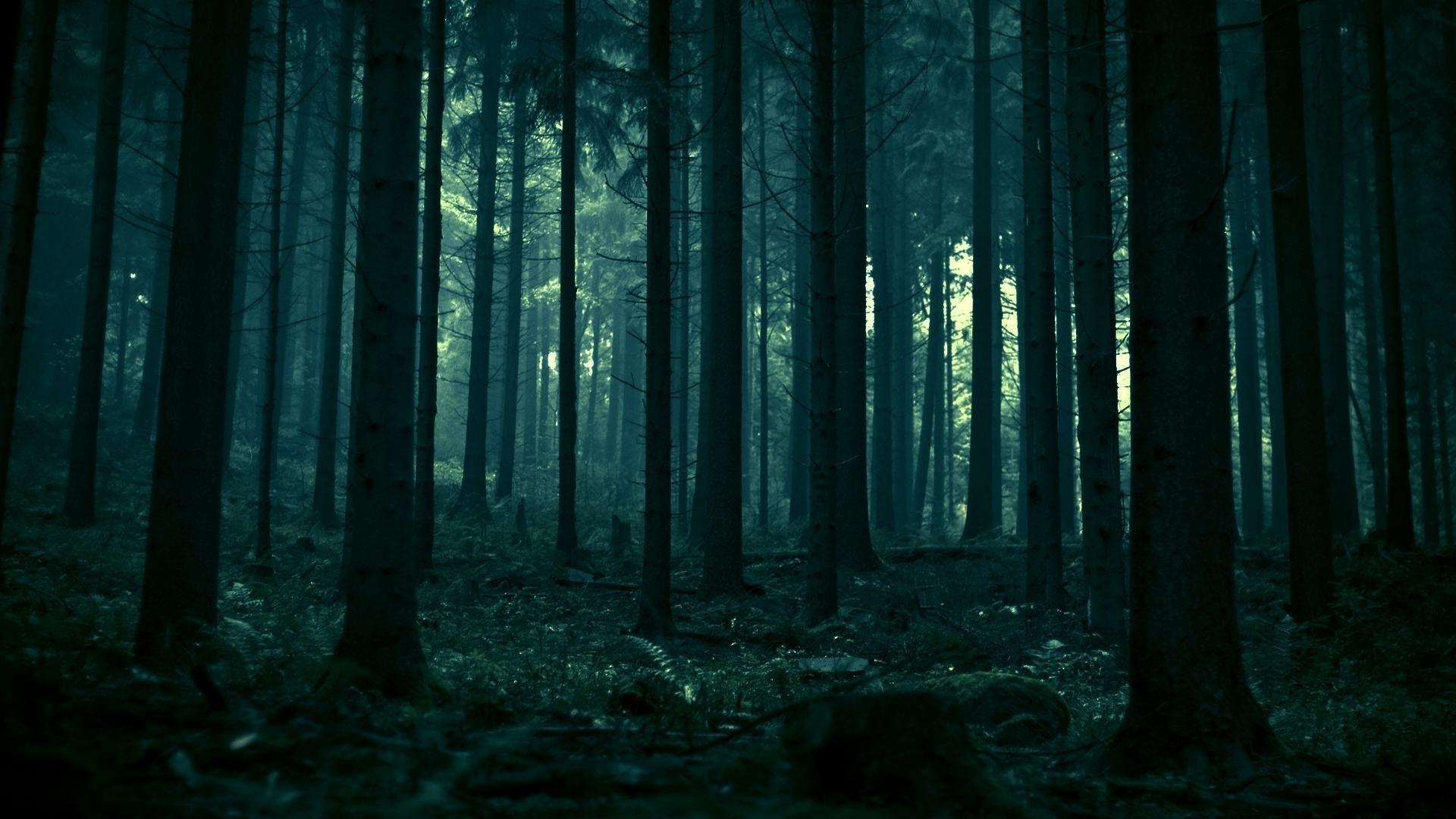 1920x1080 Dark Green Forest Wallpaper