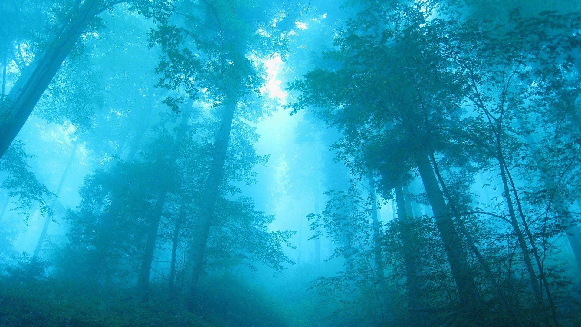 1920x1080 Blue Forest Wallpaper