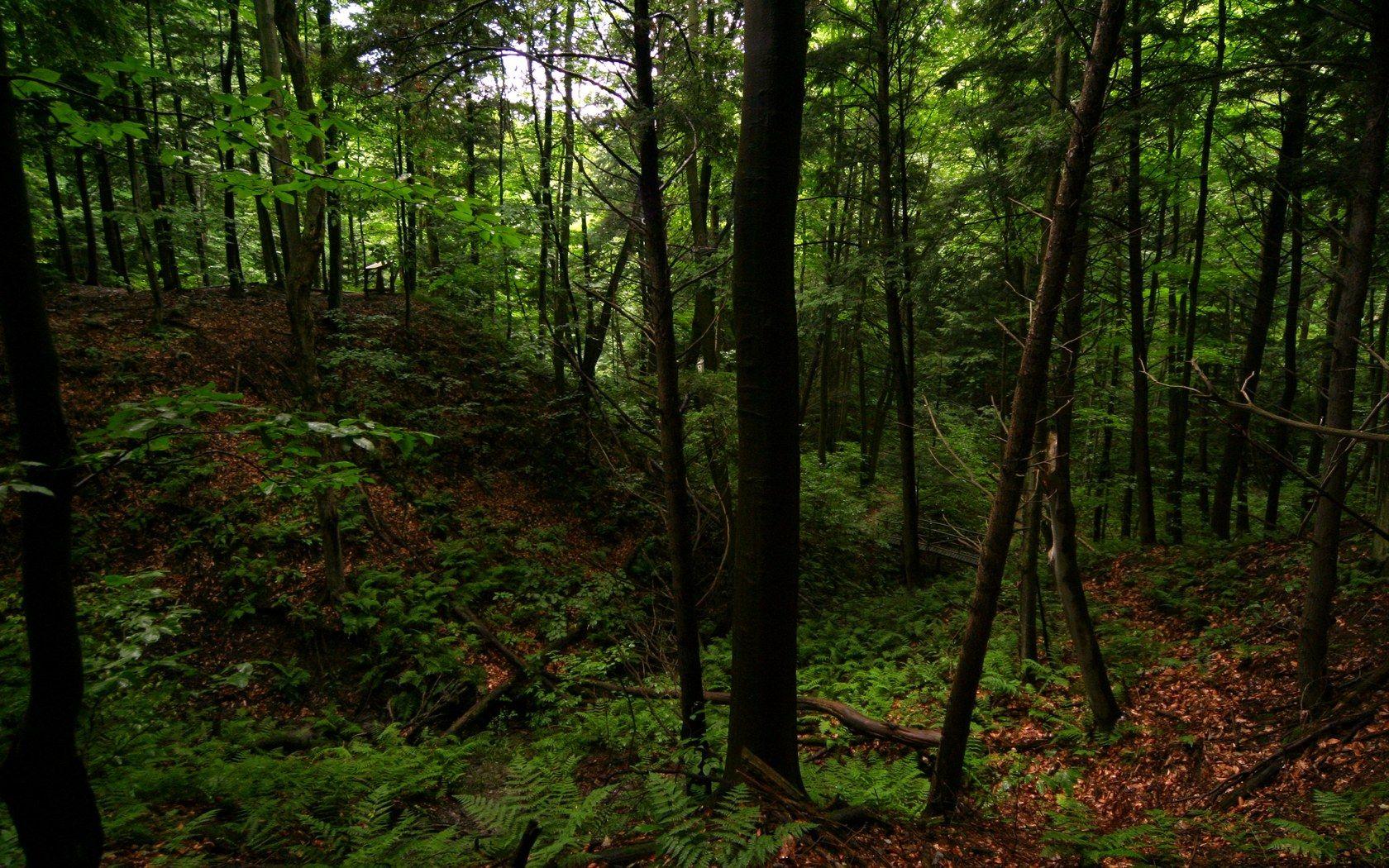 1680x1050 Forests. Forest background, Forest wallpaper, Forest scenery