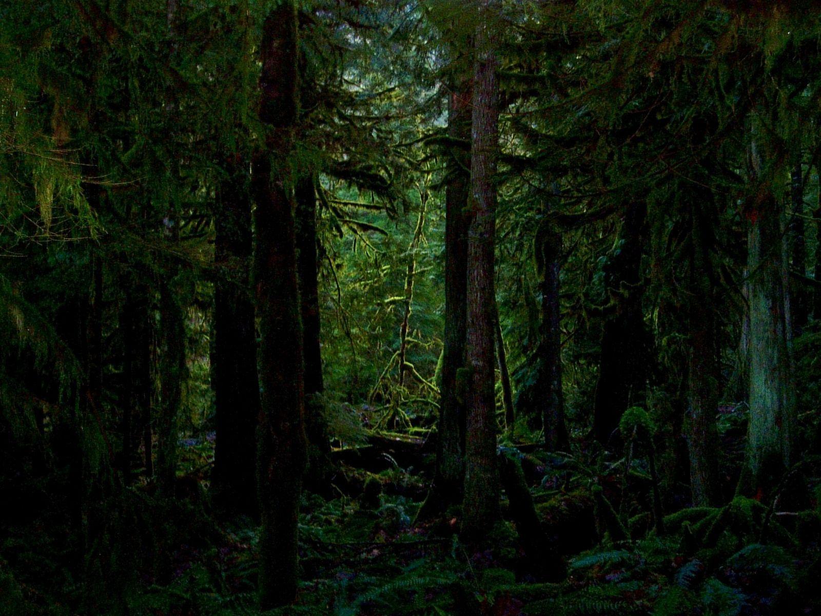 1600x1200 Deep In The Forest Wallpaper