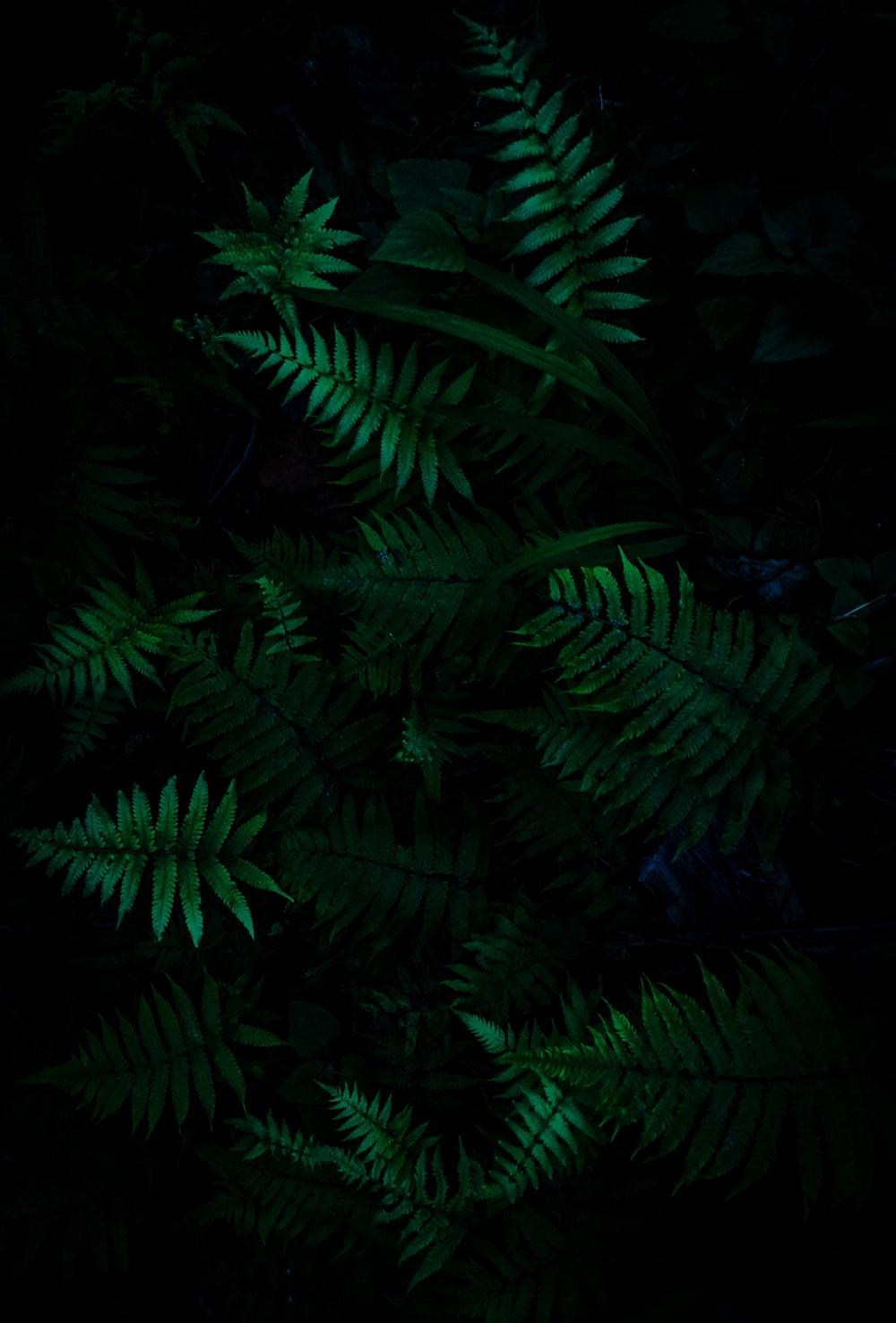 Dark Green Jungle Wallpapers Top Free Dark Green Jungle Backgrounds