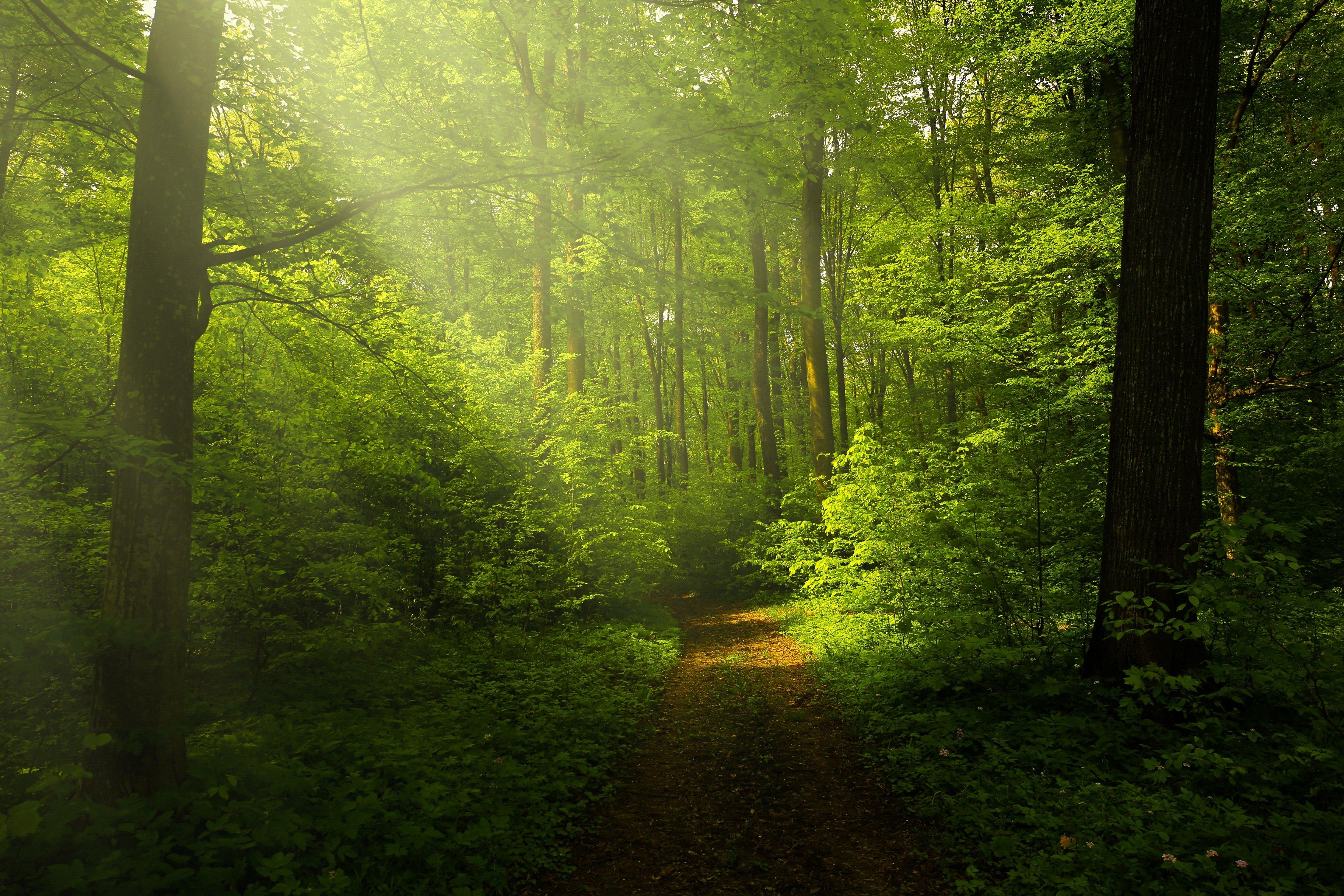 3648x2432 Green Forest Wallpaper 4K, Woods, Trails, Pathway, Sun rays, Glade, Scenery, Nature
