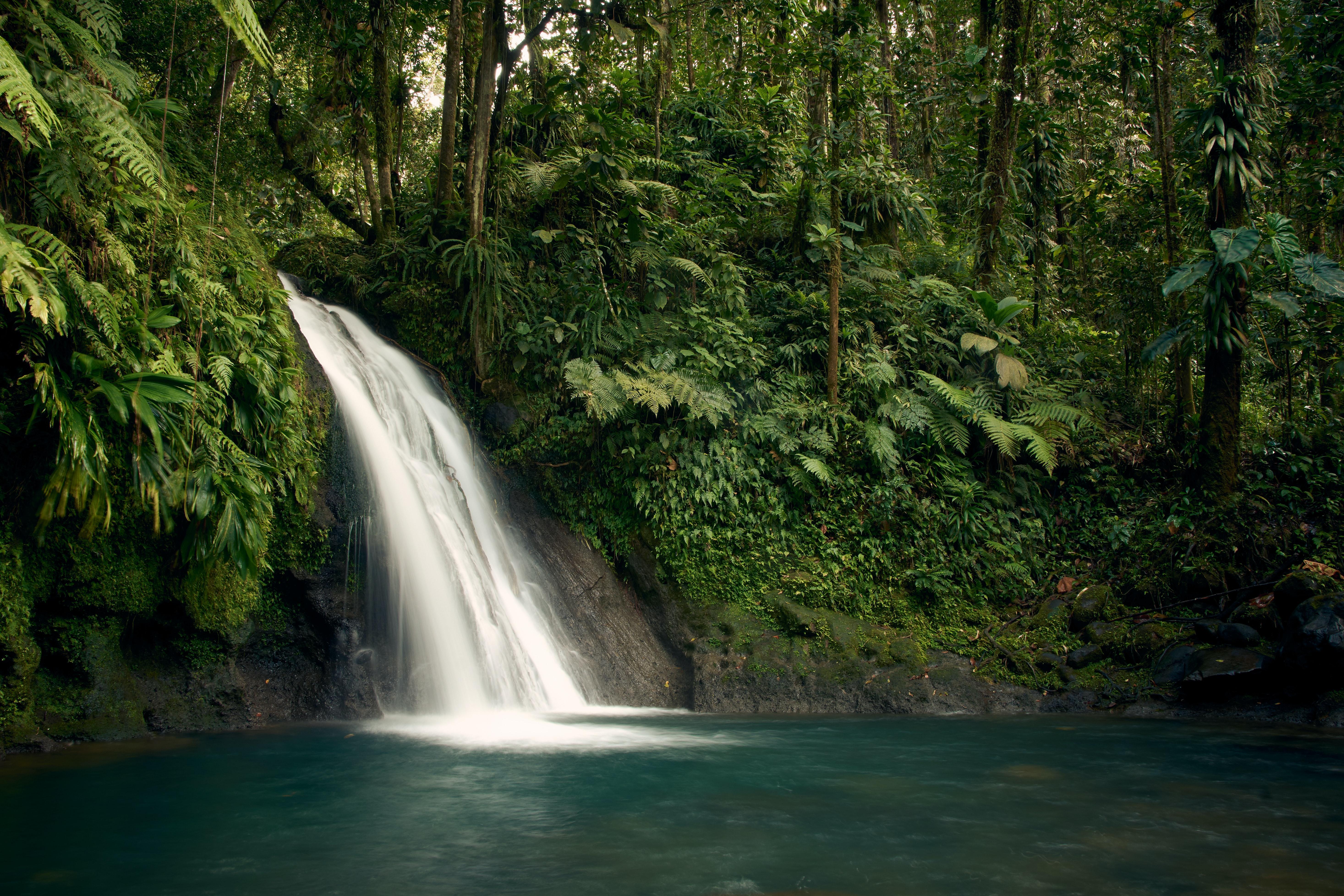 5867x3912 Green Forest Photo, Download Free Green Forest & HD Image