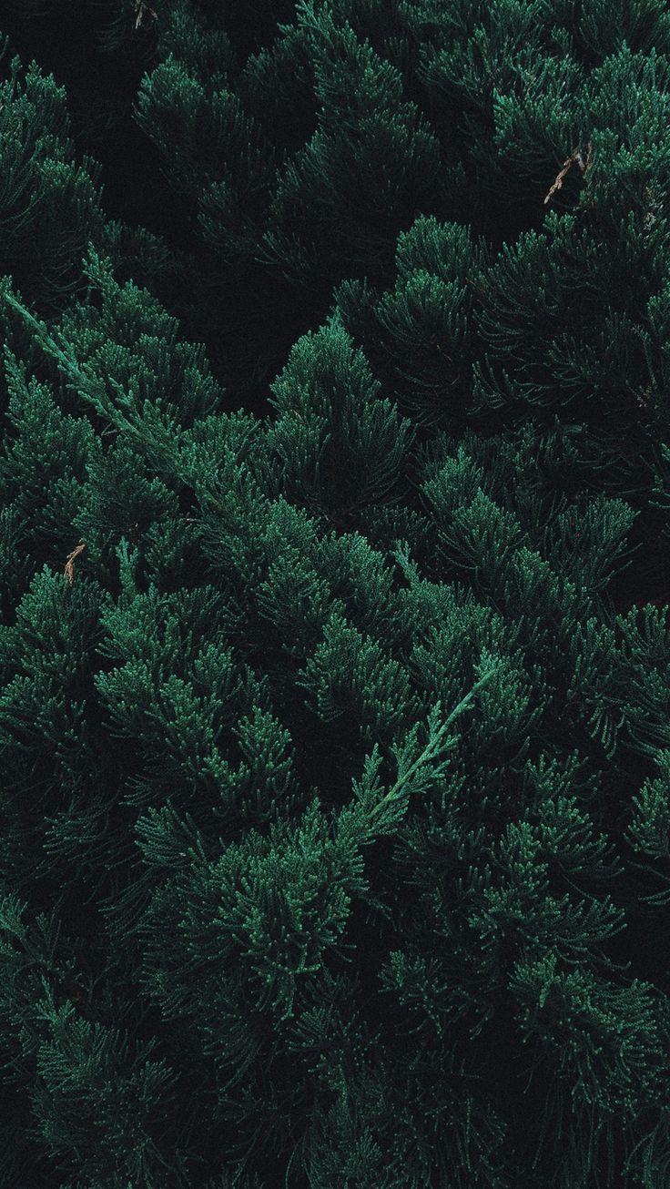 736x1306 Wallpaper leaves, plant, green, branches. Forest wallpaper iphone, Green wallpaper, Dark green aesthetic