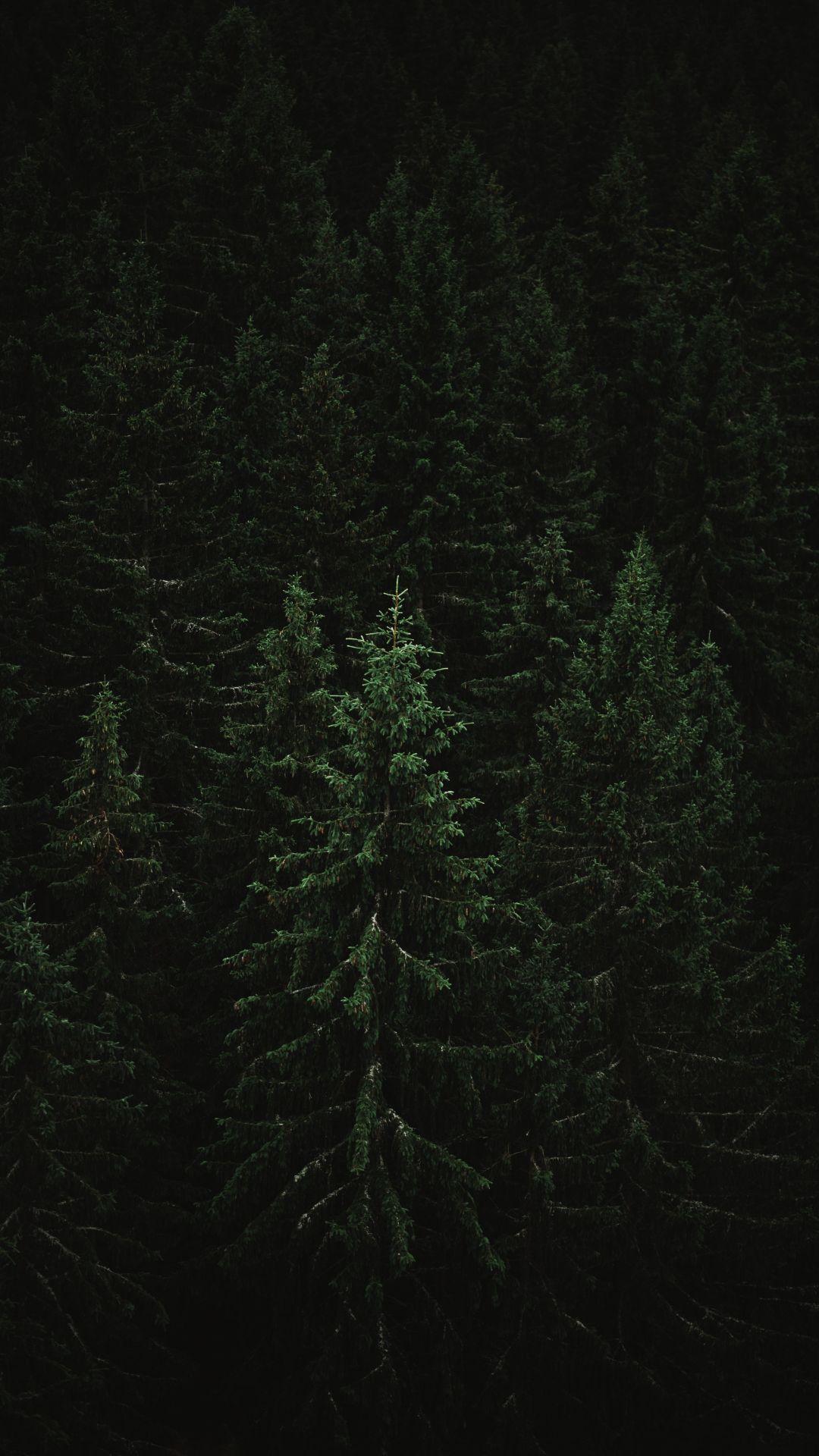1080x1920 Dark Forest Wallpaper- Top Best Quality Dark Forest Background (HD, 4k)