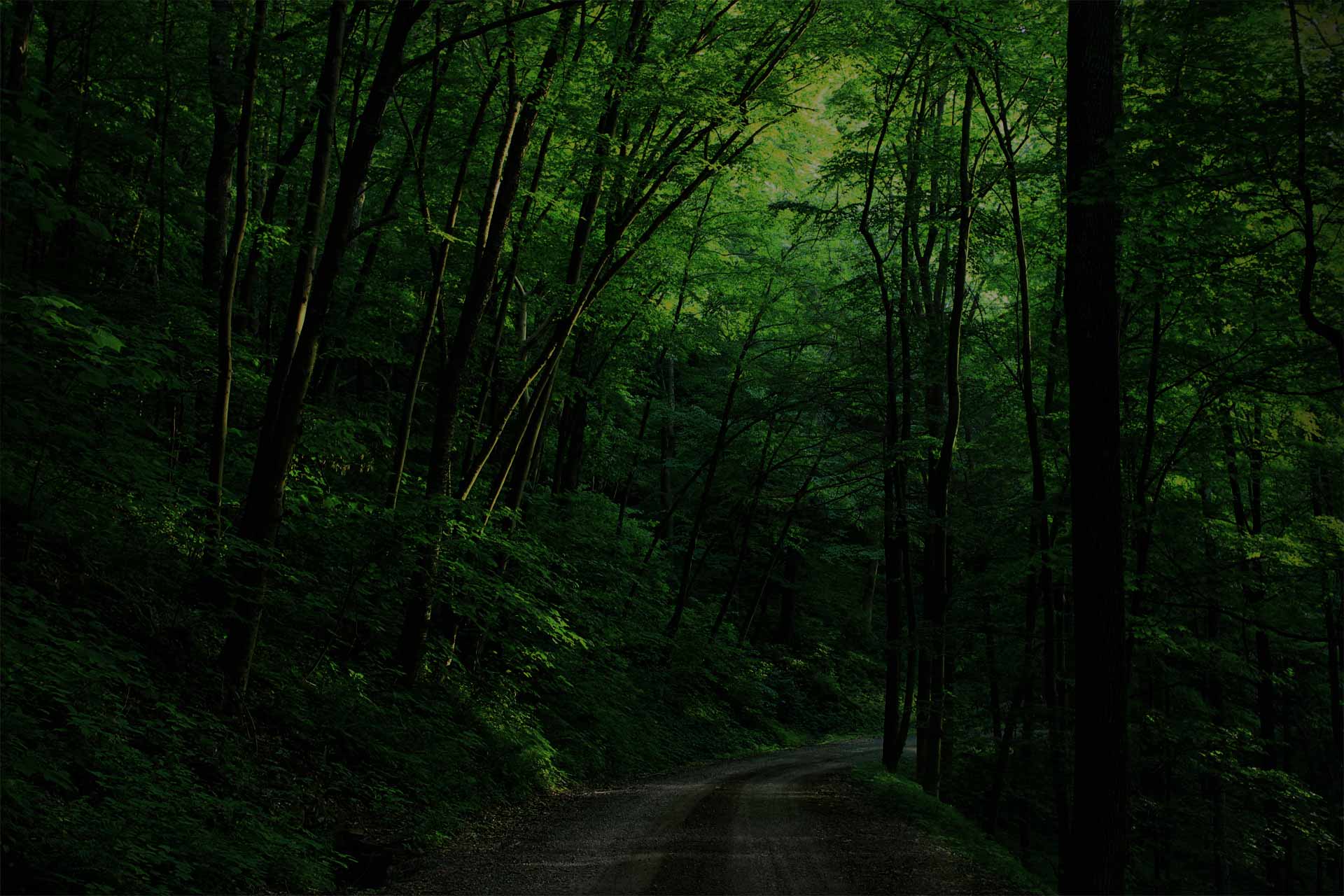 Dark Green Jungle Wallpapers Top Free Dark Green Jungle Backgrounds