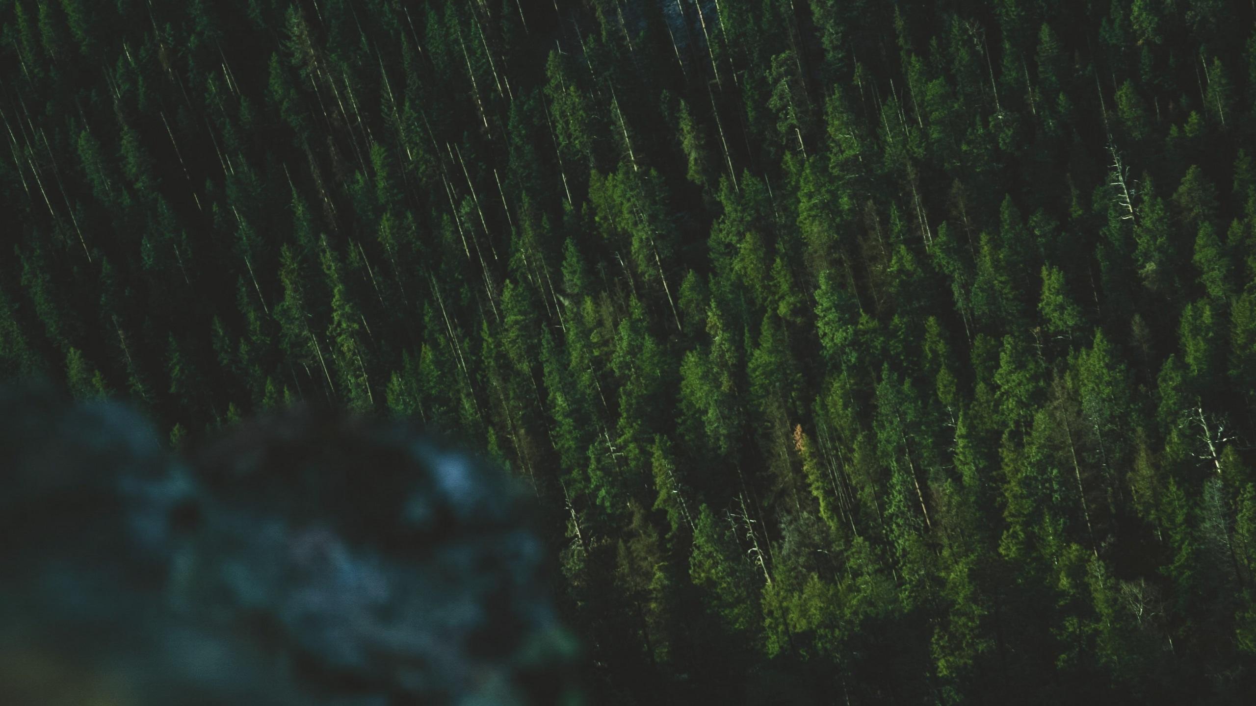 2560x1440 Wallpaper / view from a rocky ledge on a lush evergreen forest below, green forest below a ledge 4k wallpaper free download