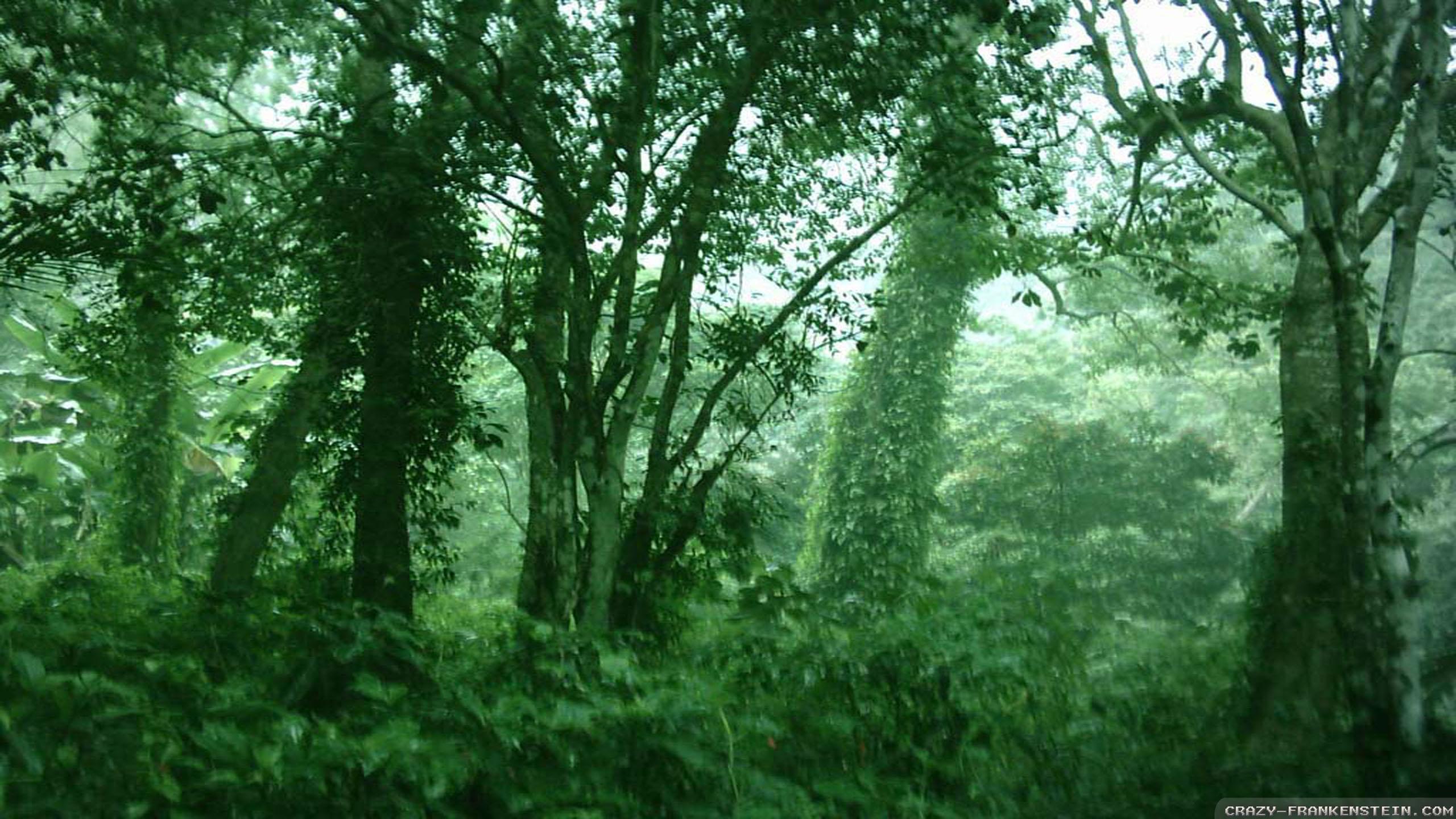 Dark Green Jungle Wallpapers Top Free Dark Green Jungle Backgrounds