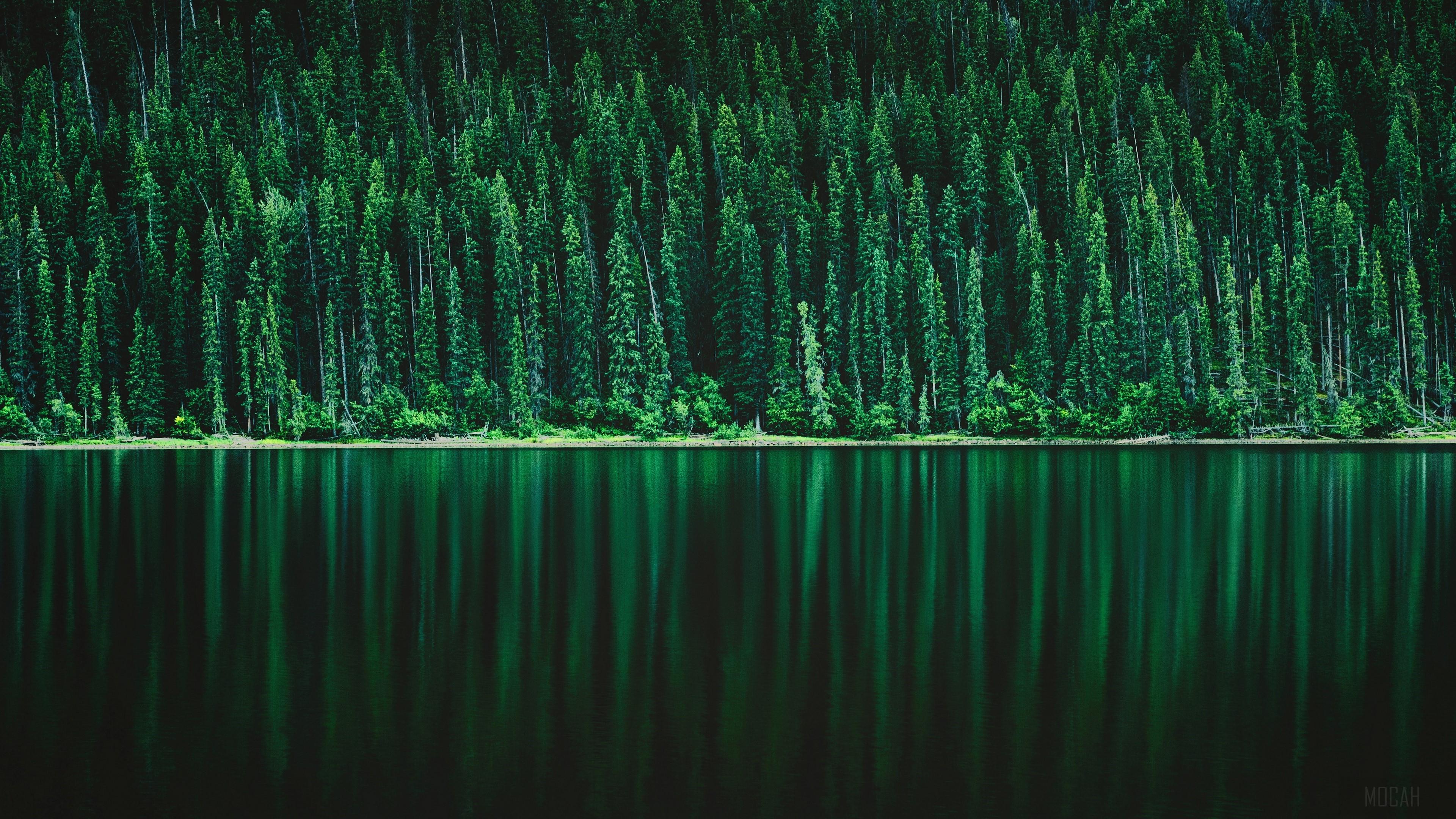 3840x2160 Green Forest 4k Wallpaper & Background Beautiful Best Available For Download Green Forest 4k Photo Free On Zicxa.com Image