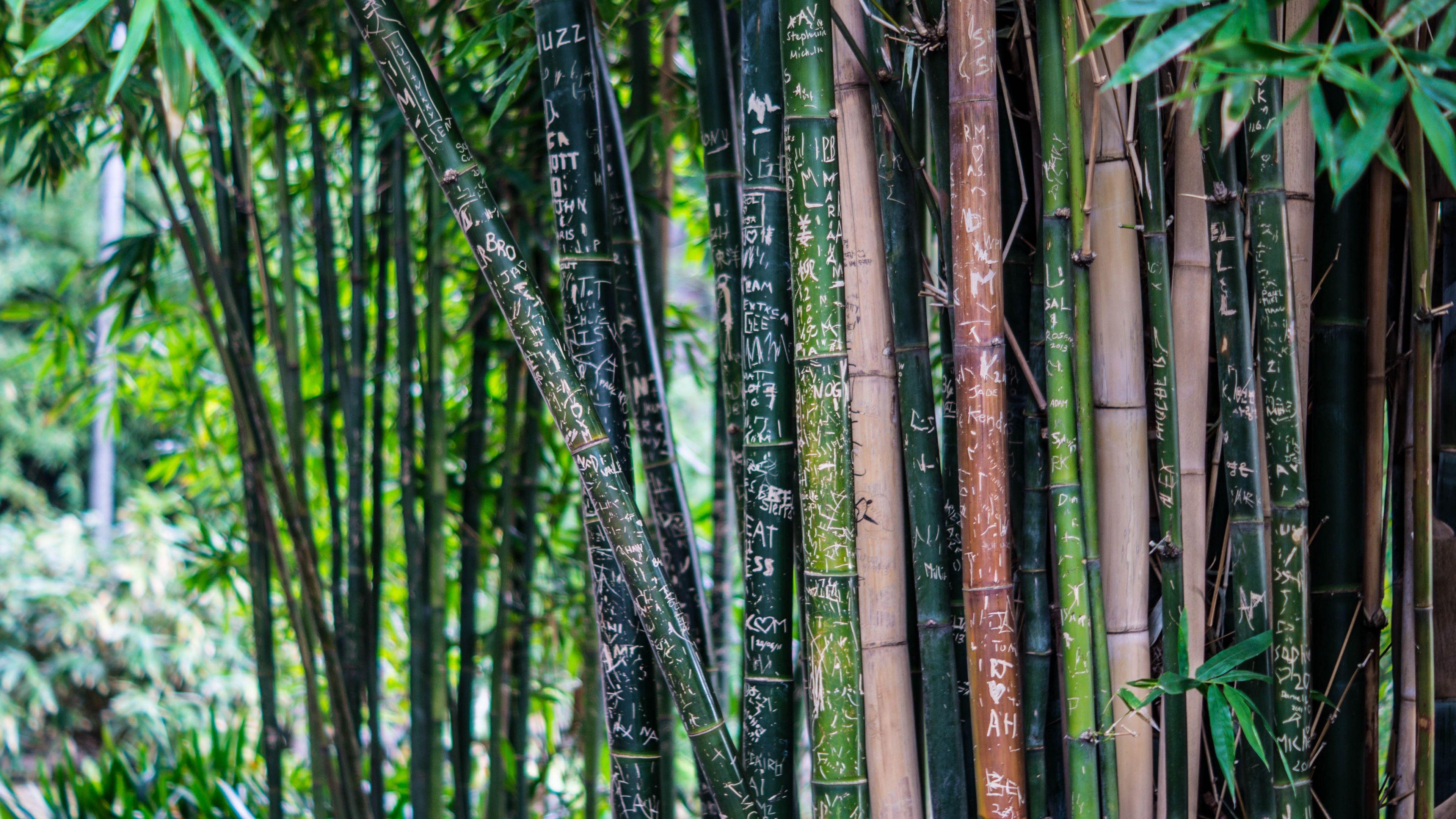 3840x2160 Download wallpaper 3840x2160 bamboo, plant, inscriptions 4k uhd 16:9