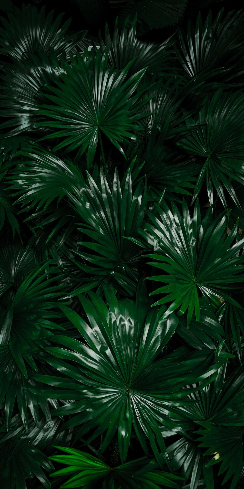 Dark Green Jungle Wallpapers Top Free Dark Green Jungle Backgrounds
