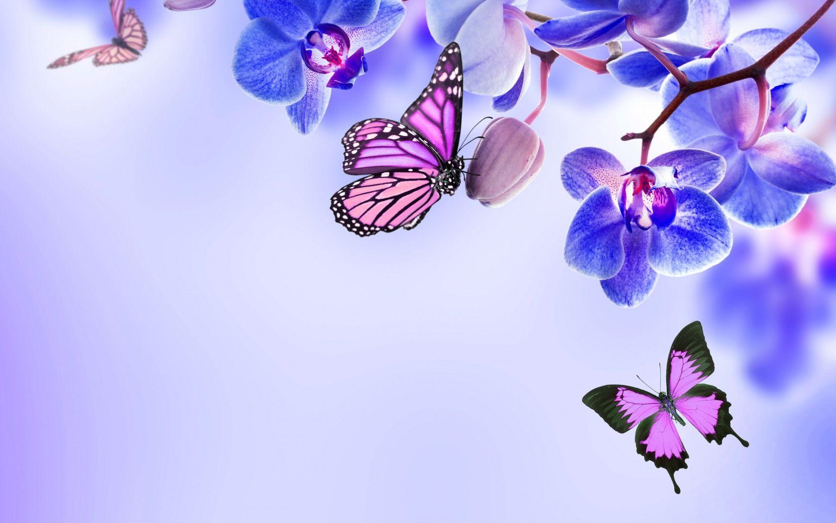 Hình nền con bướm đẹp 1680x1050, Hình ảnh, Hình ảnh