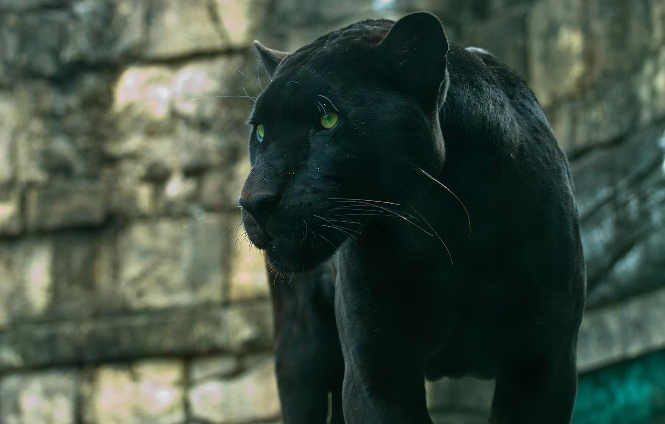 1332x850 Wallpaper predator, Panther, wild cat, handsome, black Jaguar image for desktop, section кошки