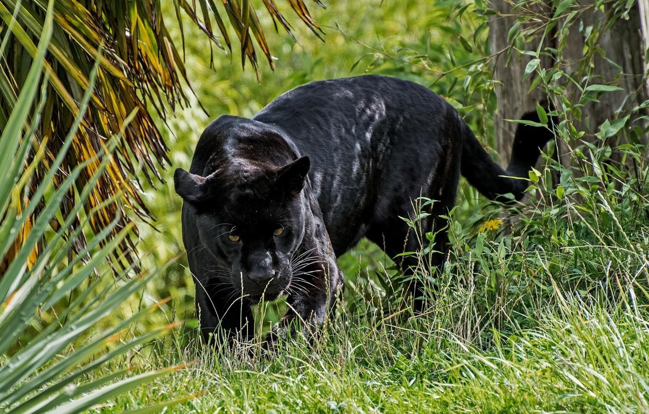 1332x850 Wallpaper predator, Panther, wild cat, looks, black Jaguar image for desktop, section кошки