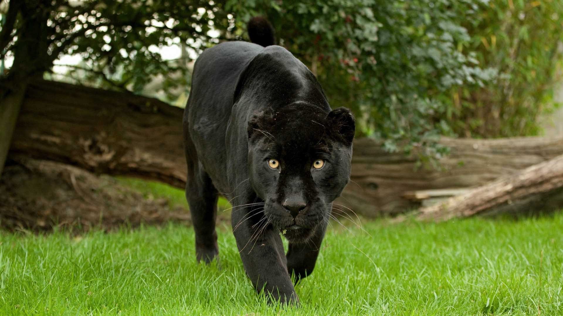 1920x1080 3D Black Jaguar Wallpaper