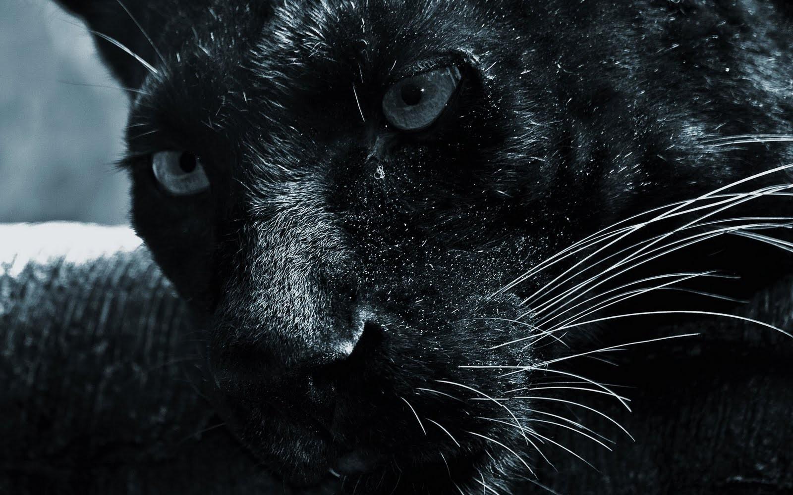 1600x1000 hair eyes face jaguars black animals Wallpaper HD / Desktop and Mobile Background