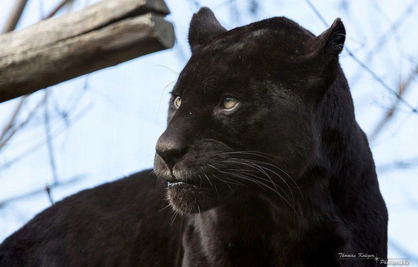 1332x850 Wallpaper face, predator, Panther, wild cat, black Jaguar image for desktop, section кошки