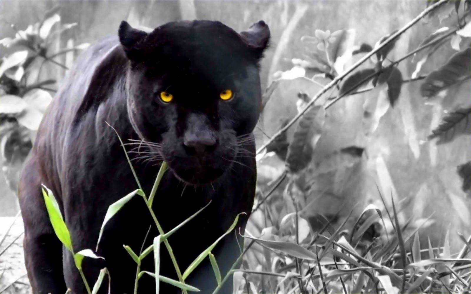 1600x1000 Black Panther Animal Wallpaper